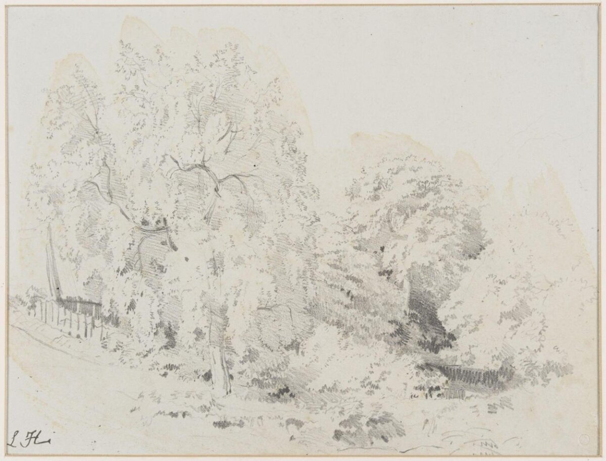 Pencil Sketch of Woodland