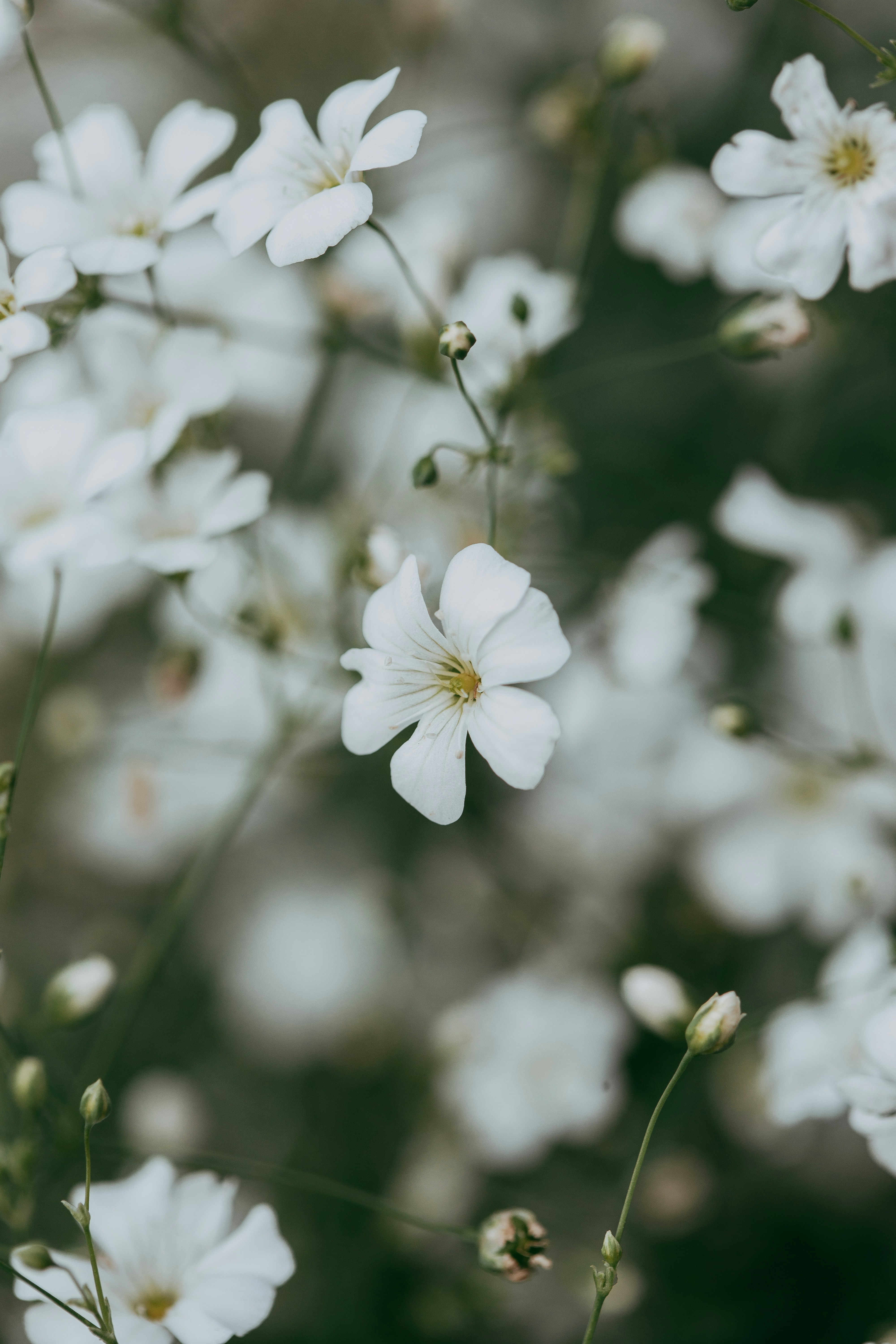 Close-up of White Wild Flowers