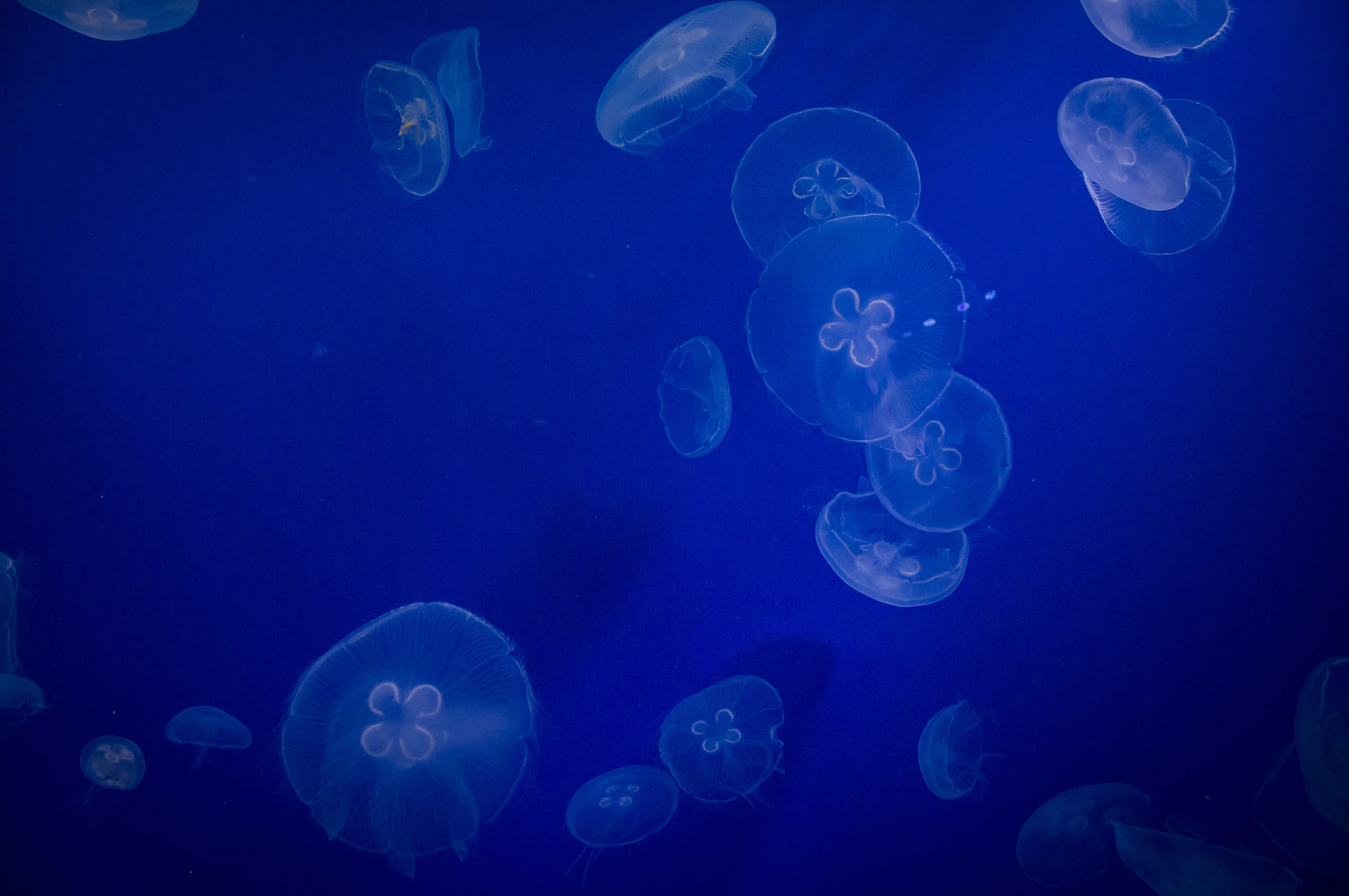 Group of Translucent Jellyfish Underwater