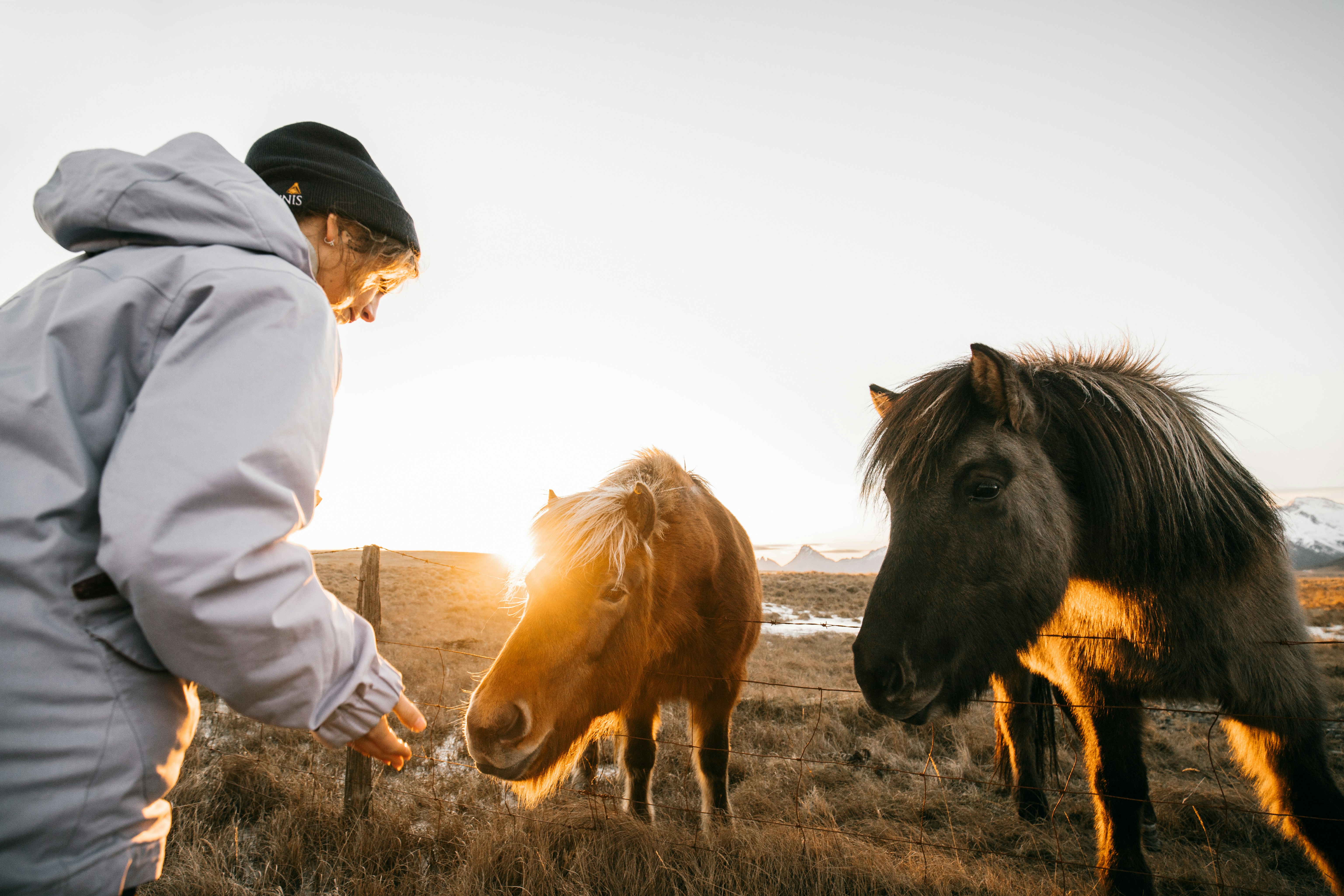 Woman Interacting with Horses at Sunset