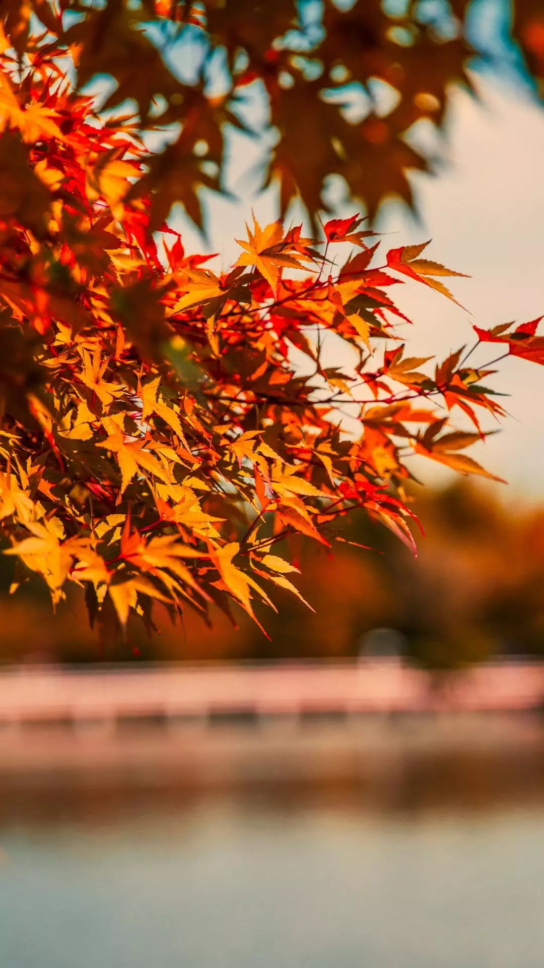 Wallpapers