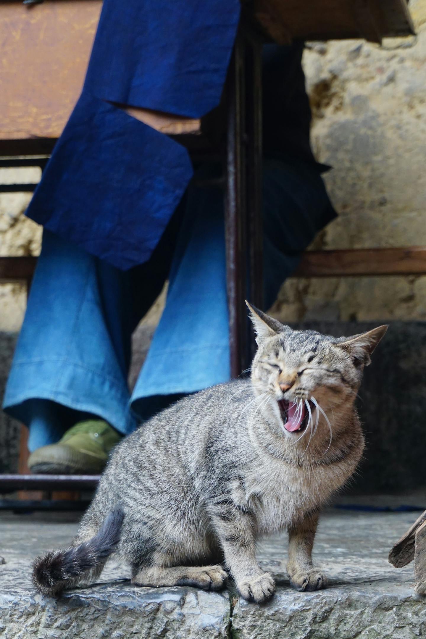 Yawning Tabby Cat on Stone Step