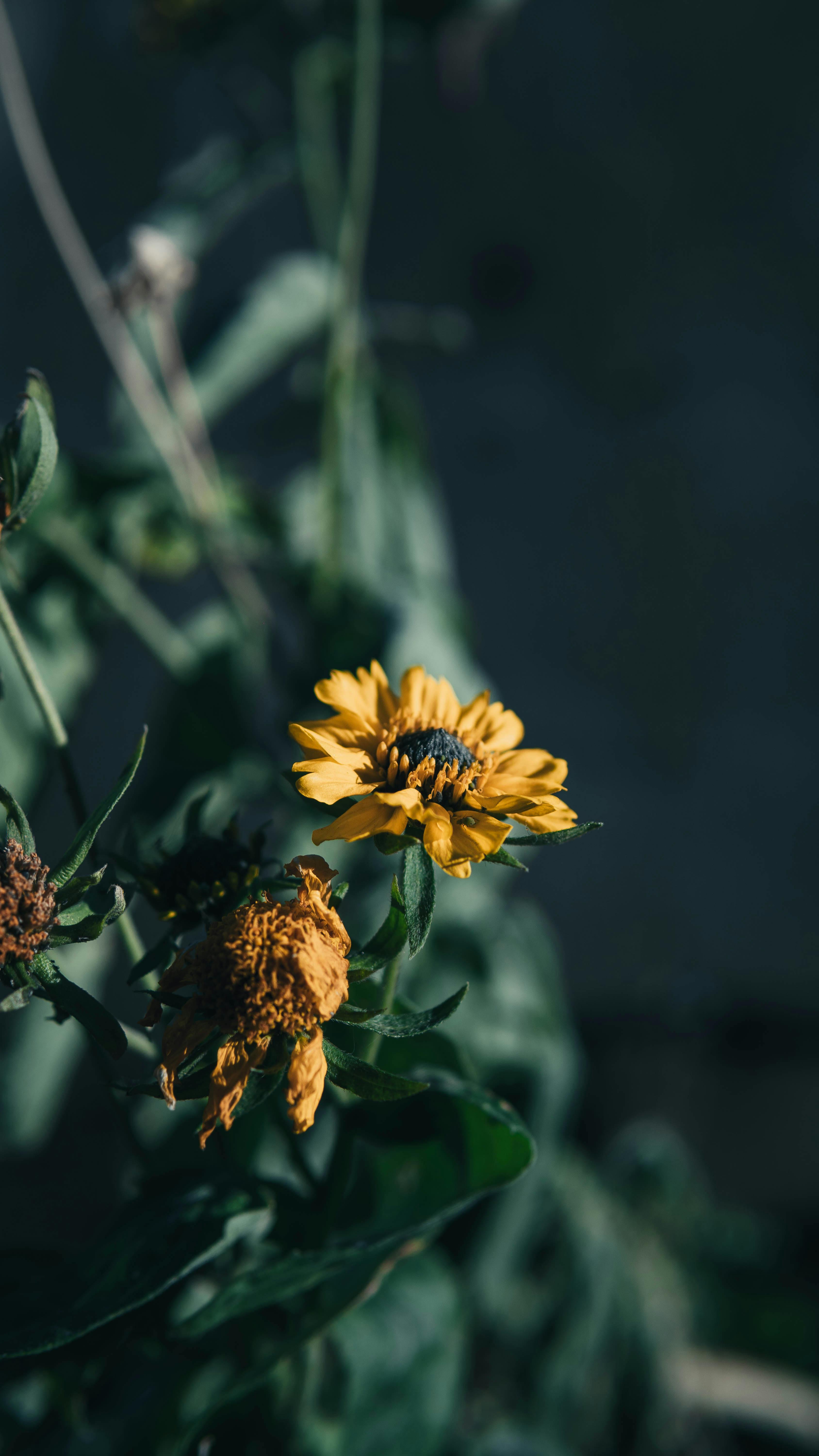 Fresh and Wilted Yellow Wildflowers