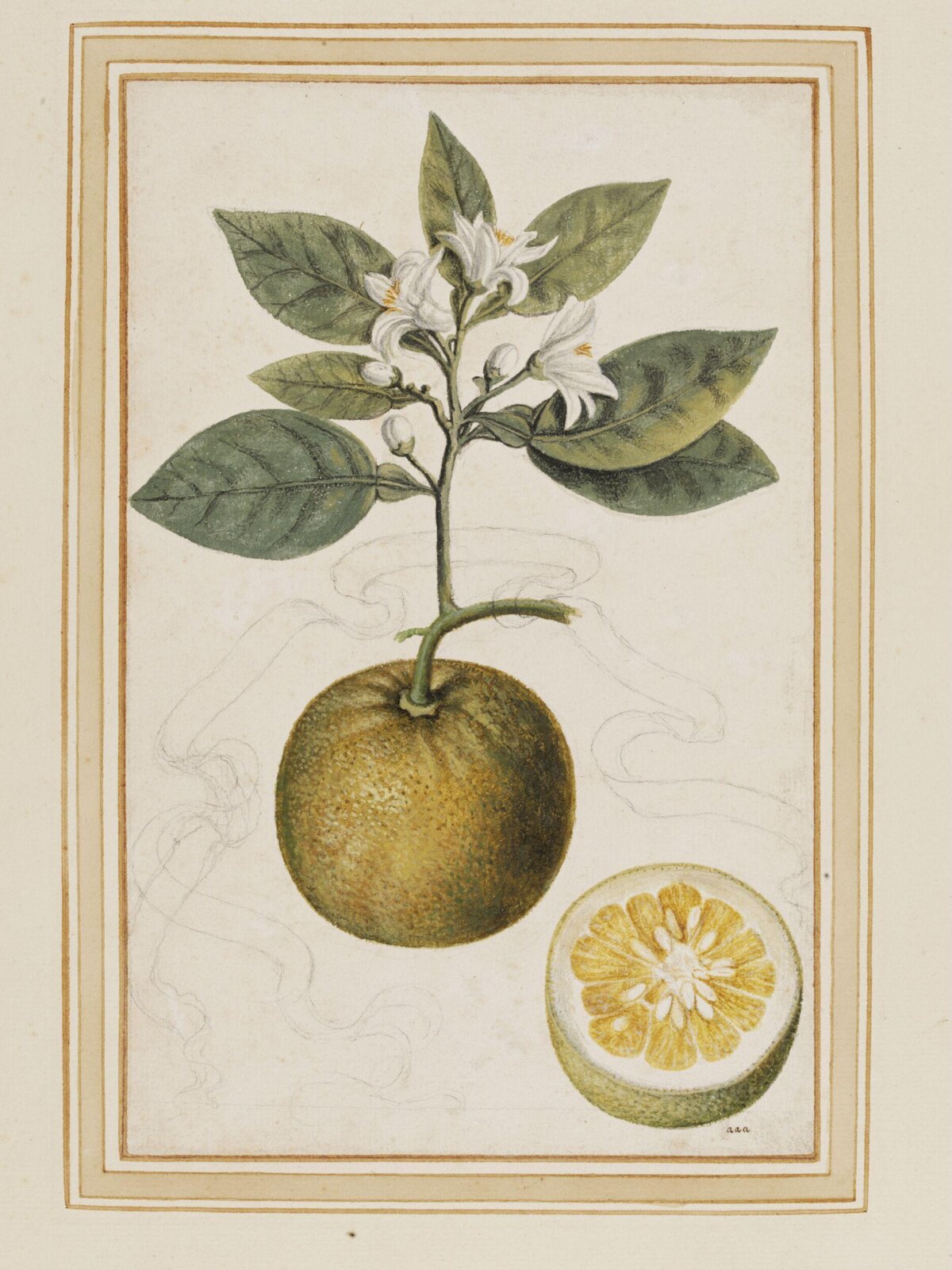 Botanical Illustration of Orange