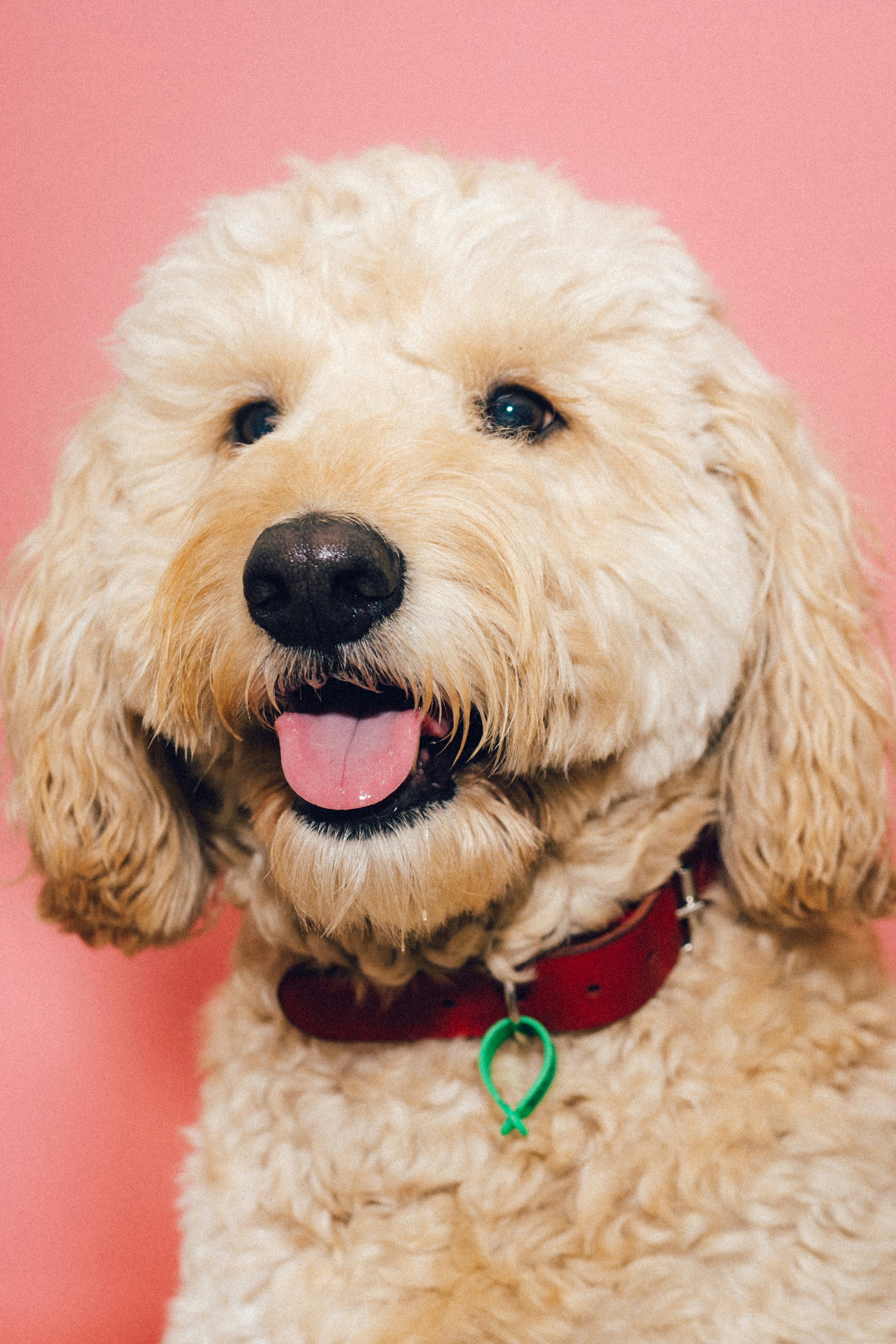 Cheerful Cream Goldendoodle Portrait
