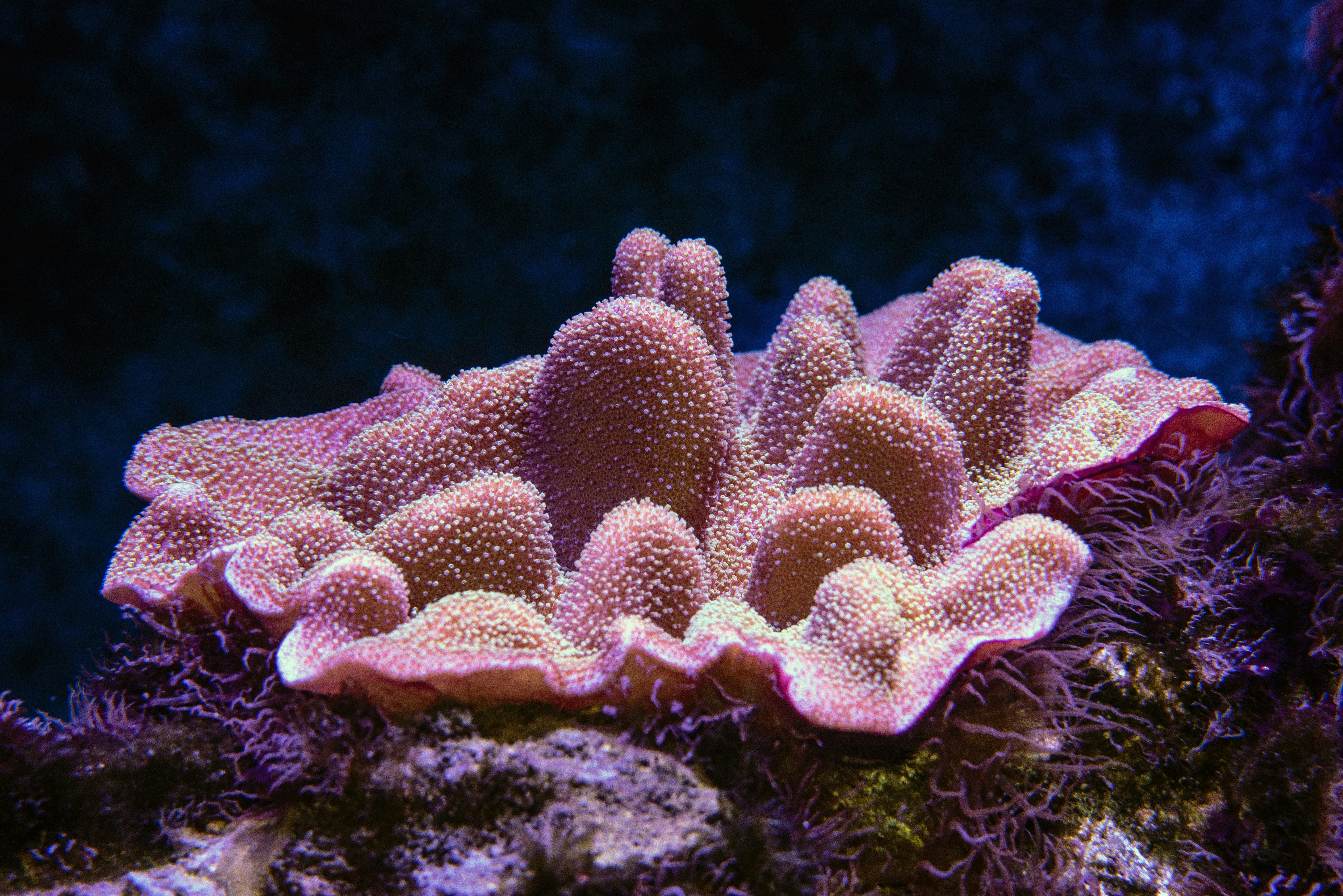 Pink Coral Underwater