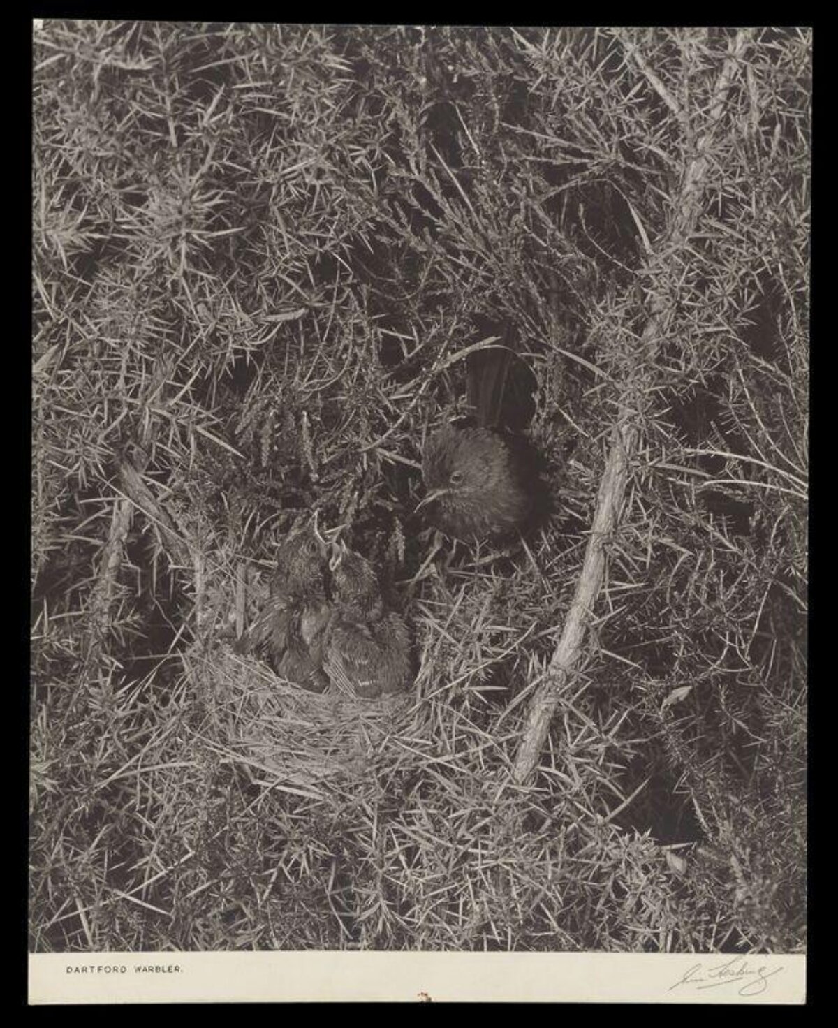Dartford Warbler at Nest