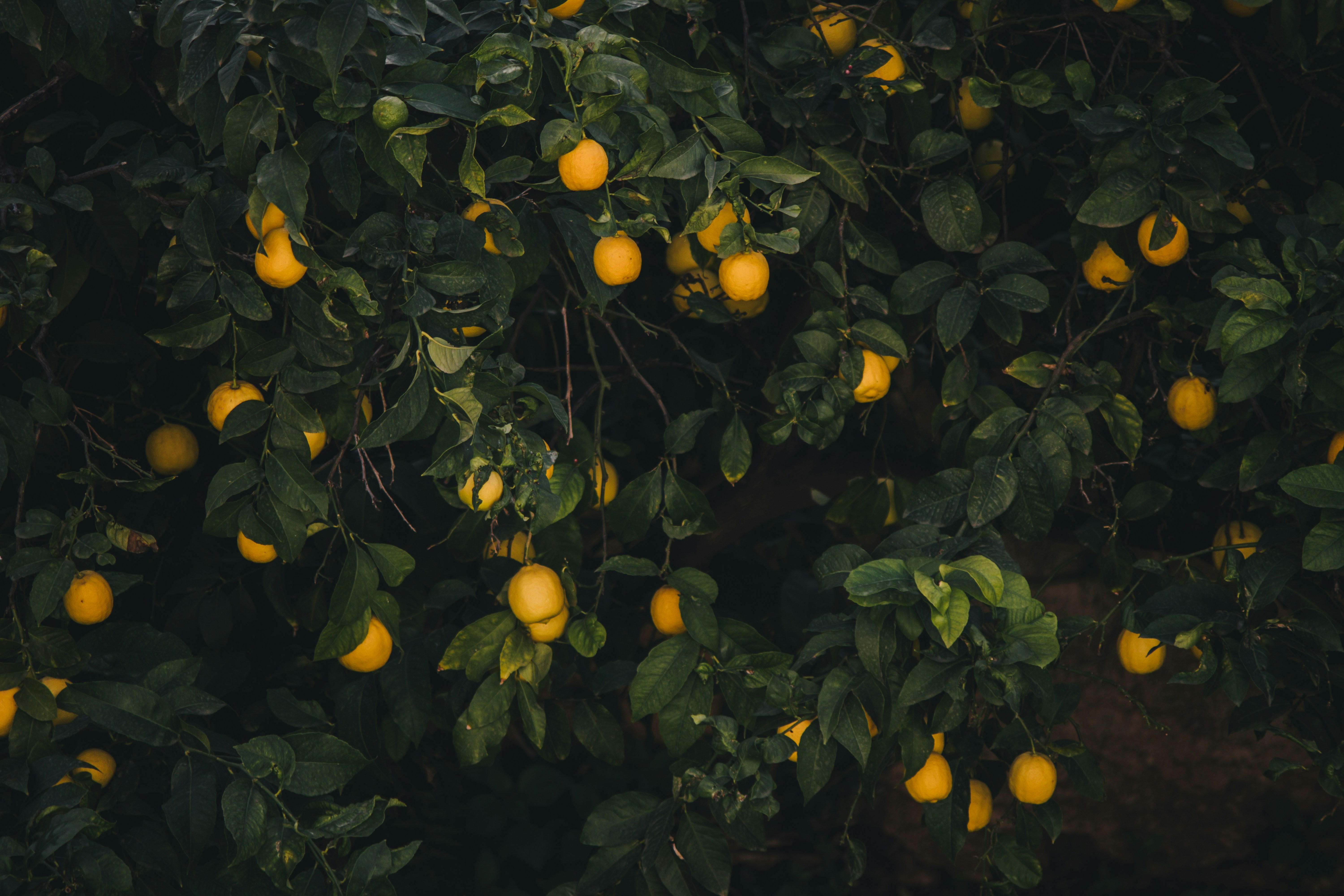 Lemon Tree With Ripe Lemons