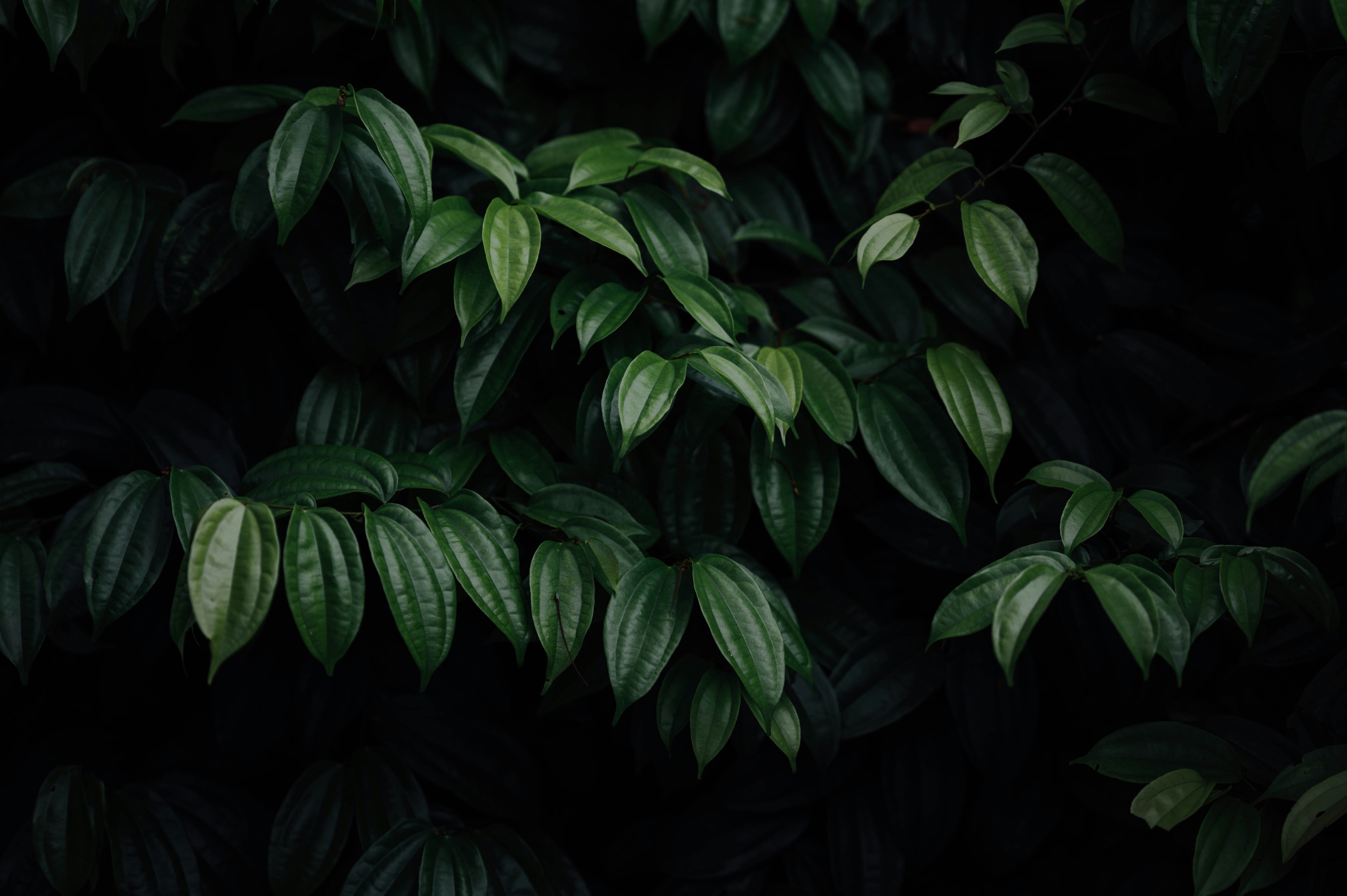Dark Green Foliage