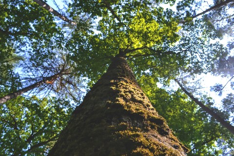 Low Angle View of Tall Forest Tree