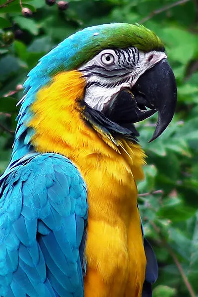 Close-up of Blue-and-Yellow Macaw