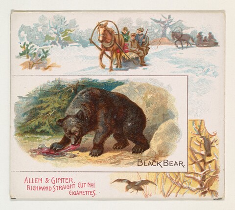 Vintage Black Bear Cigarette Card