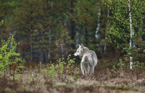 Gray Wolf in Spring Forest