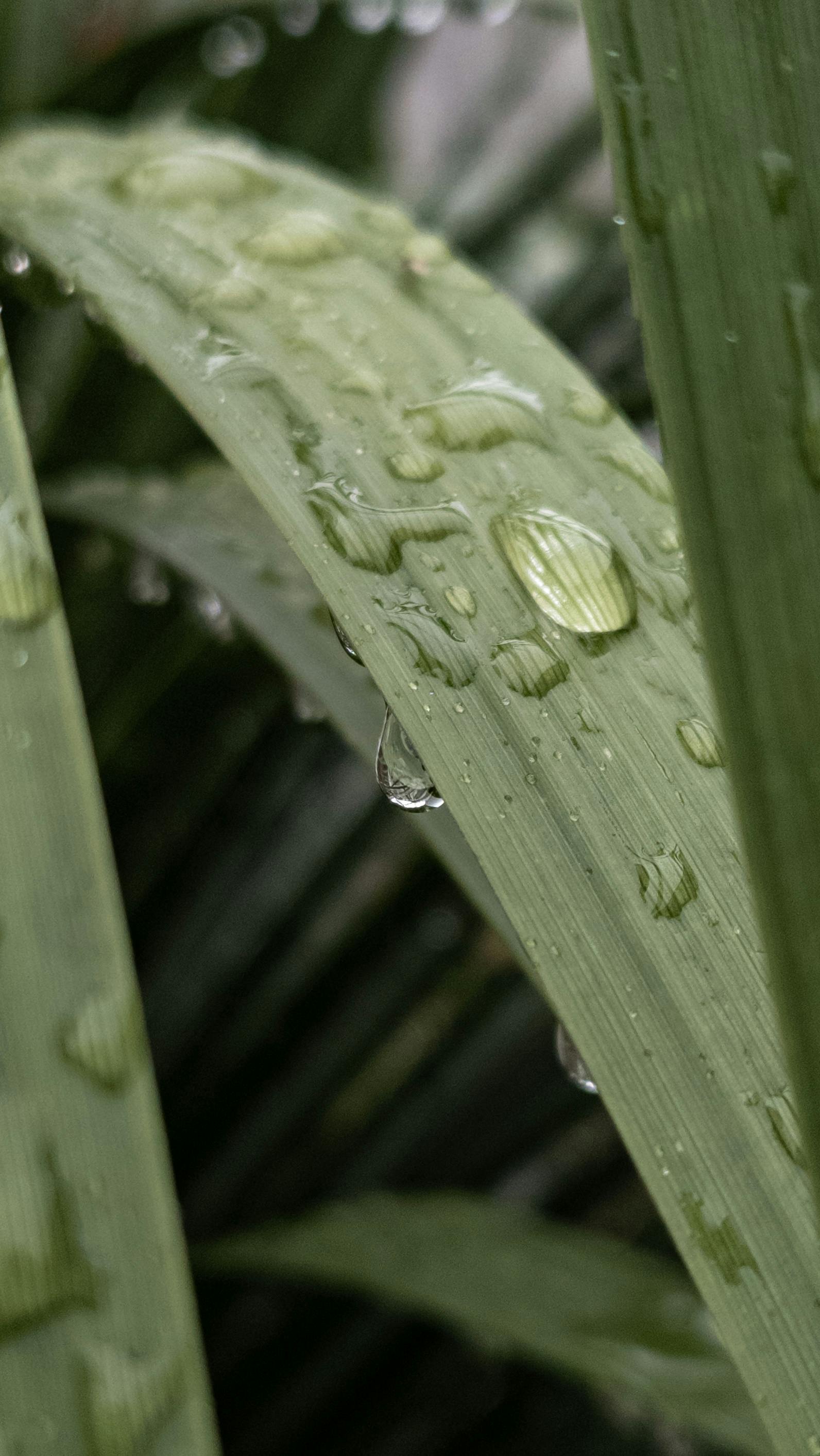 Water Droplets on Grass Blade