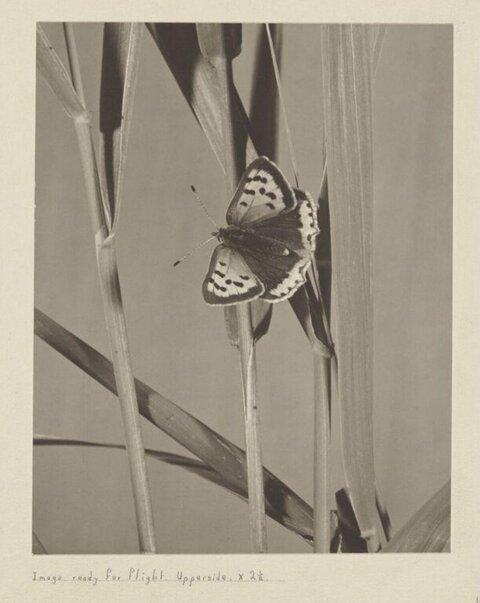 Butterfly Resting on Reed Stalks