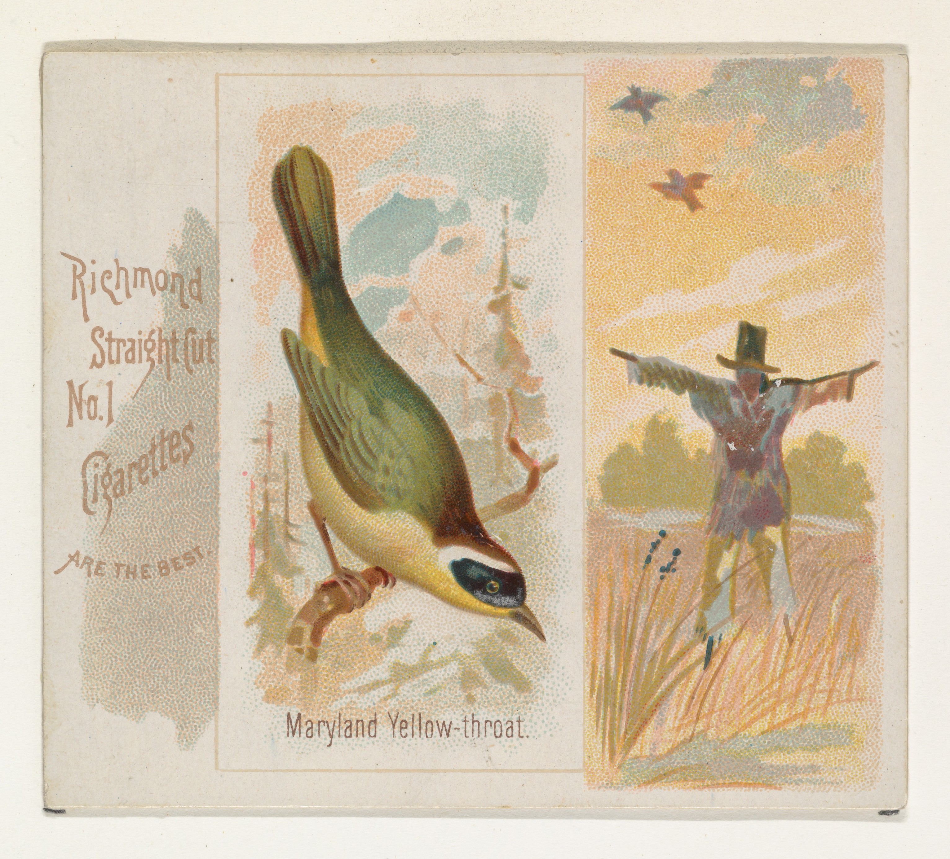 Vintage Maryland Yellow-throat Cigarette Card
