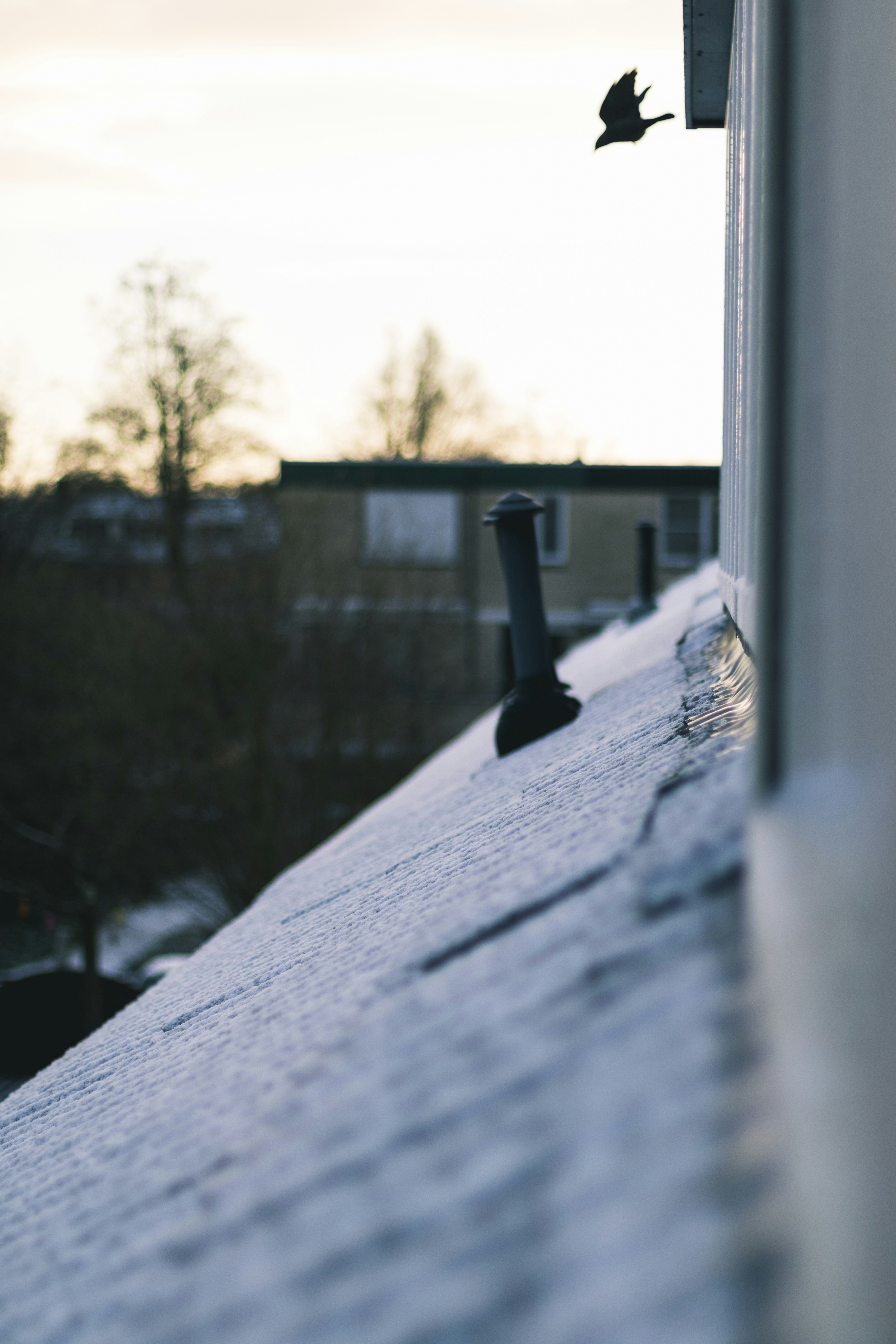 Crow Flying Over Frosty Residential Roof
