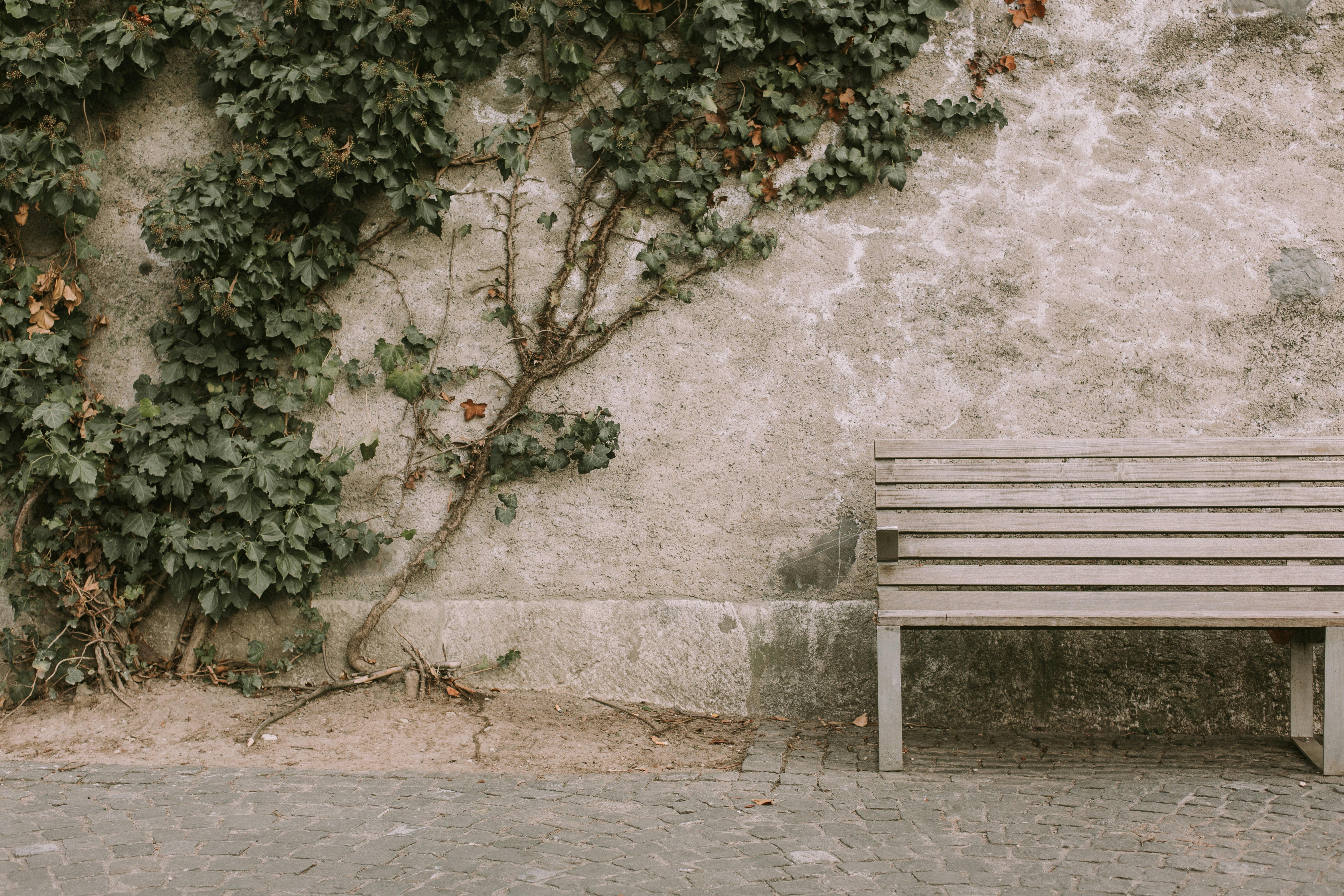 Empty Bench by Ivy Covered Wall