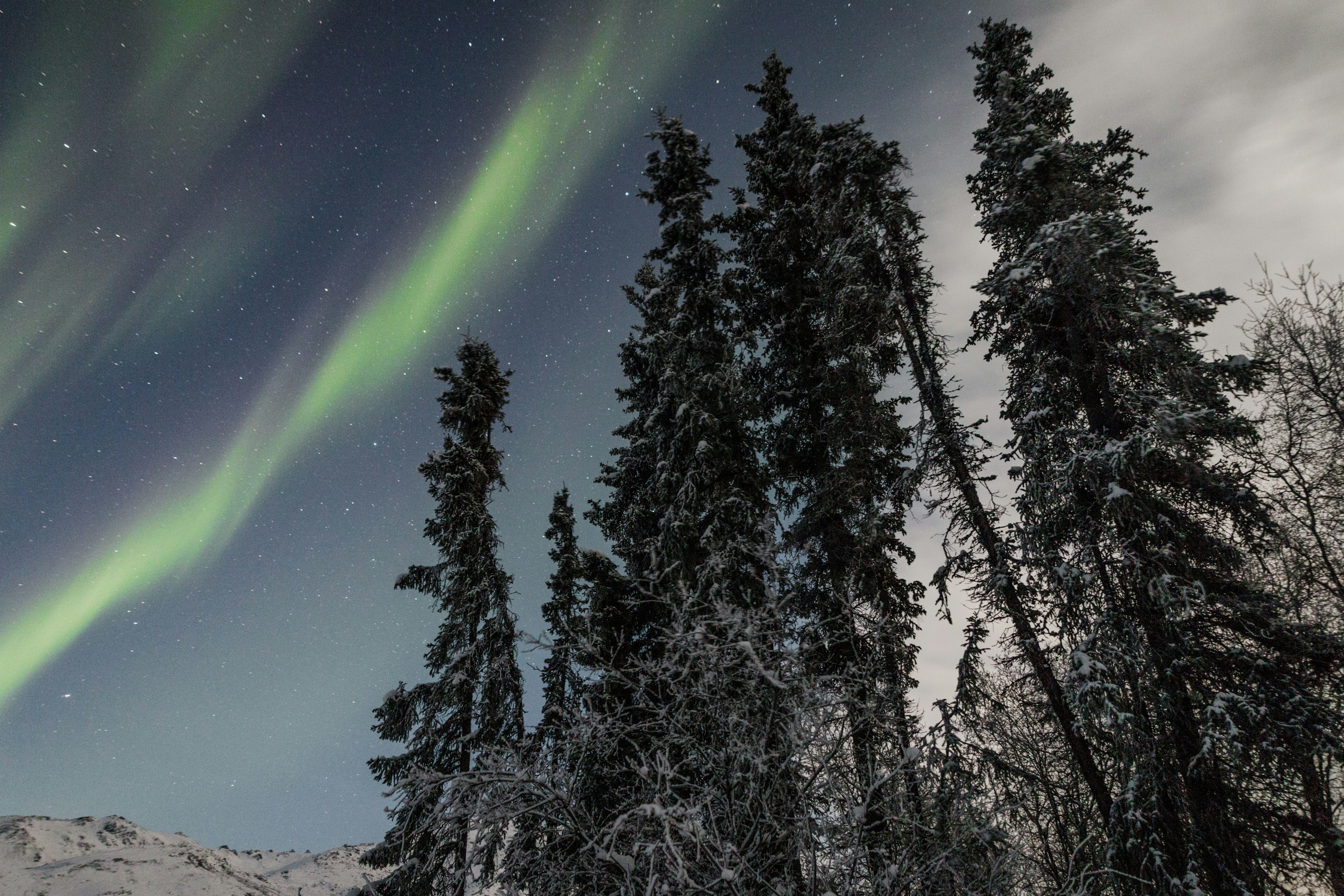 Aurora Over Snowy Forest Night