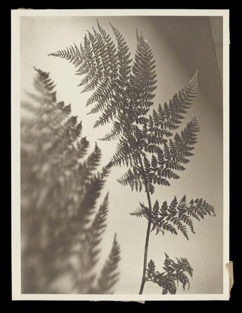 Monochrome Fern with Shadow