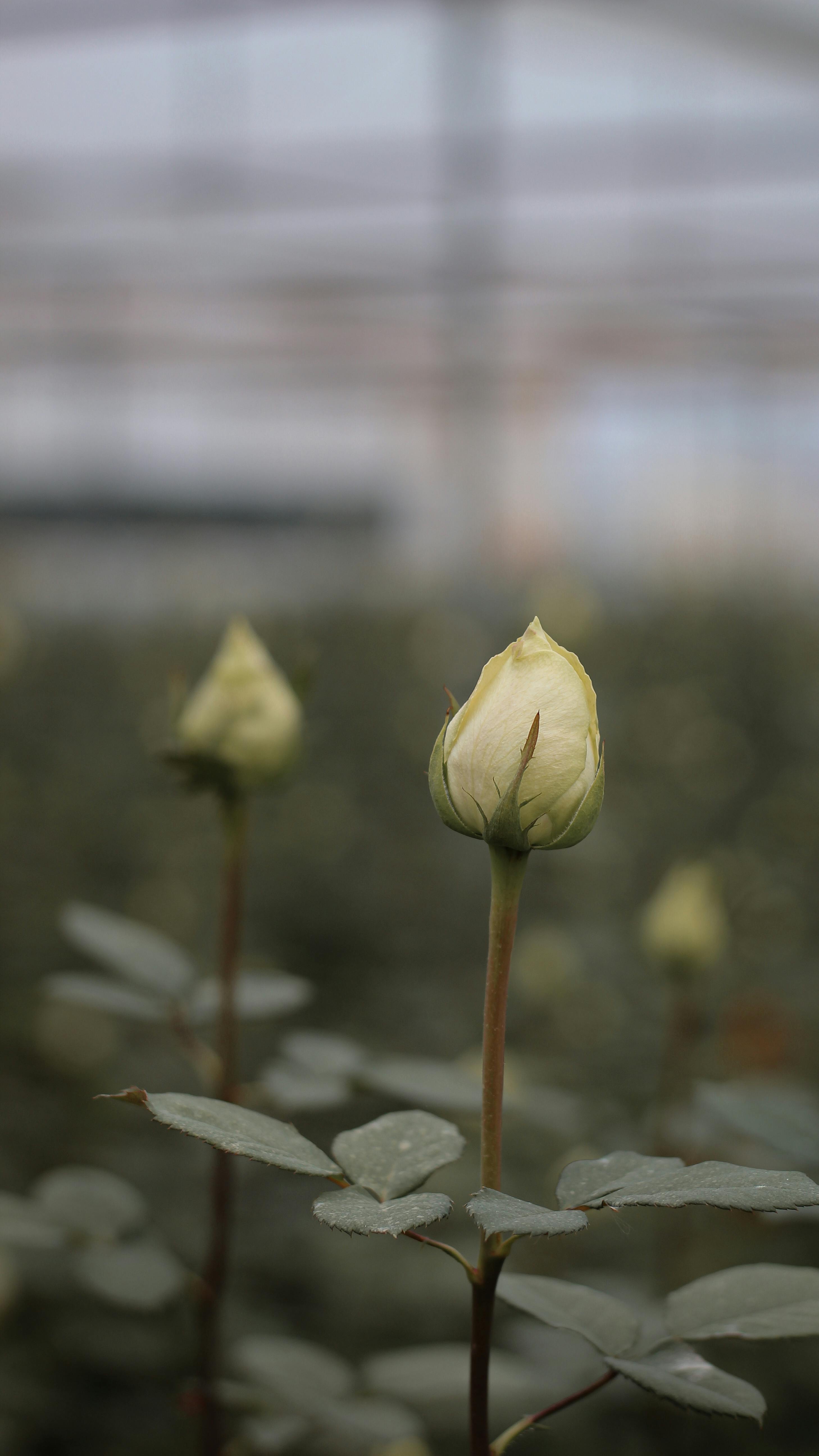 Unopened White Rose Buds