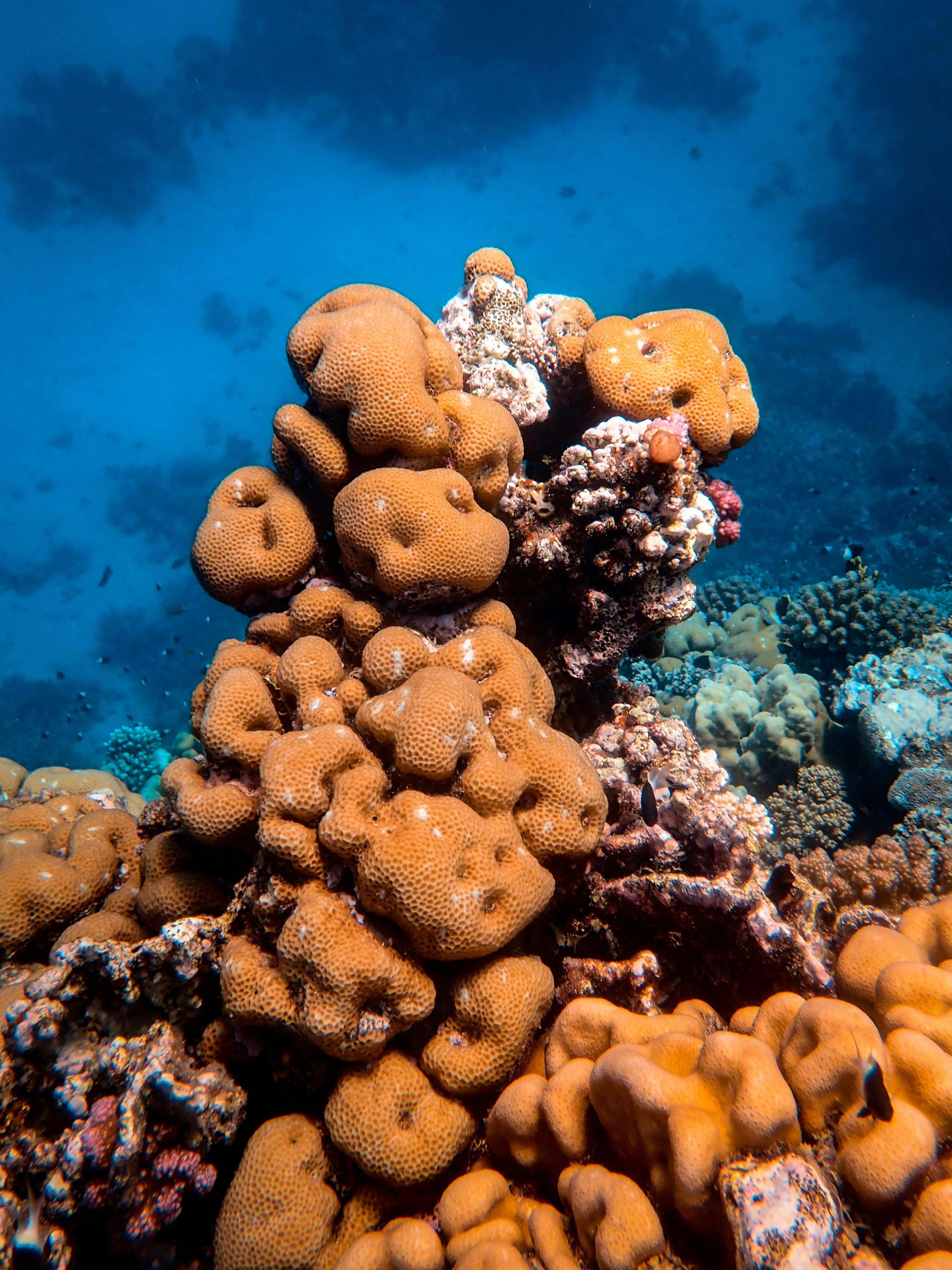 Underwater Orange Coral Reef