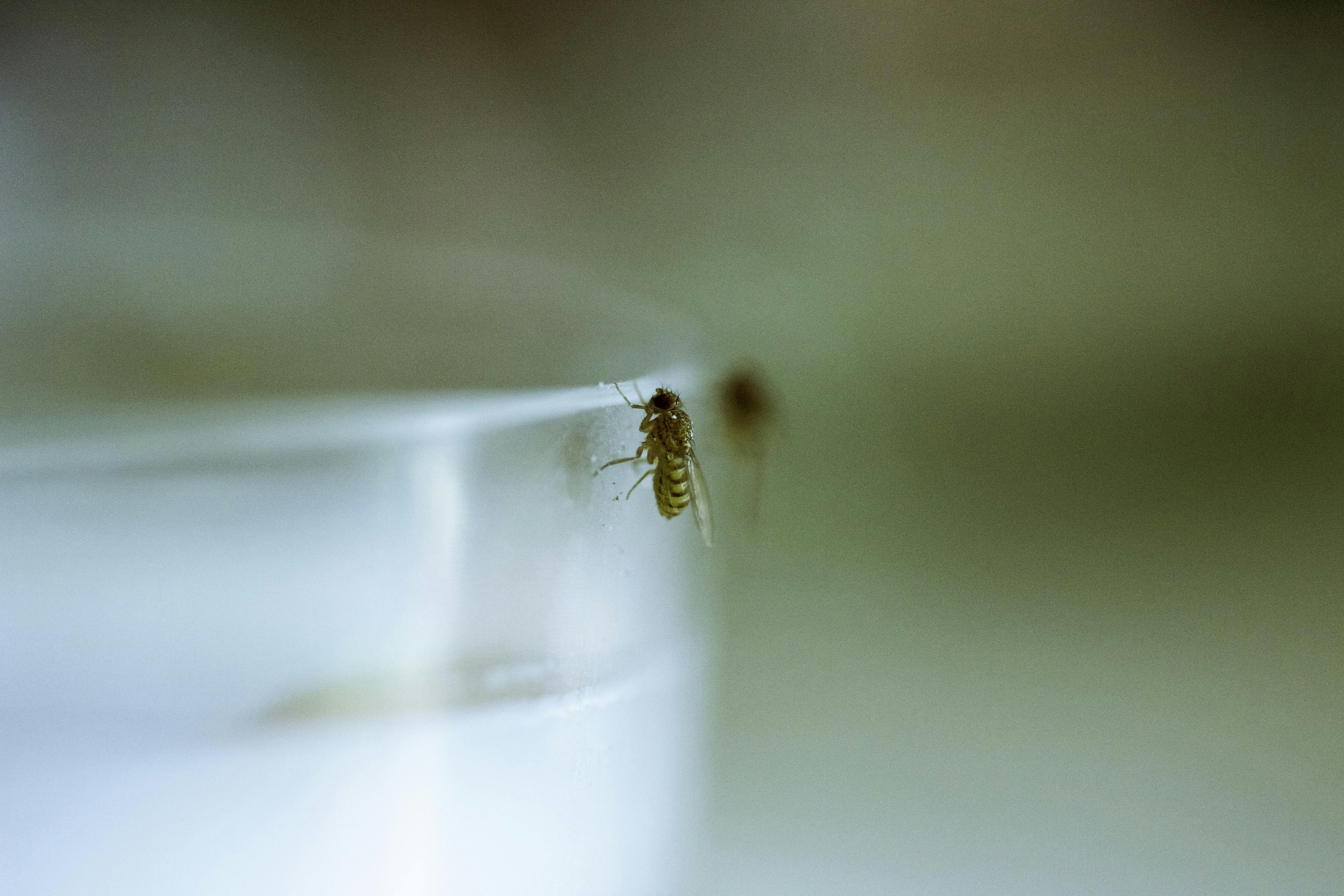 Fruit Fly on Transparent Container Edge