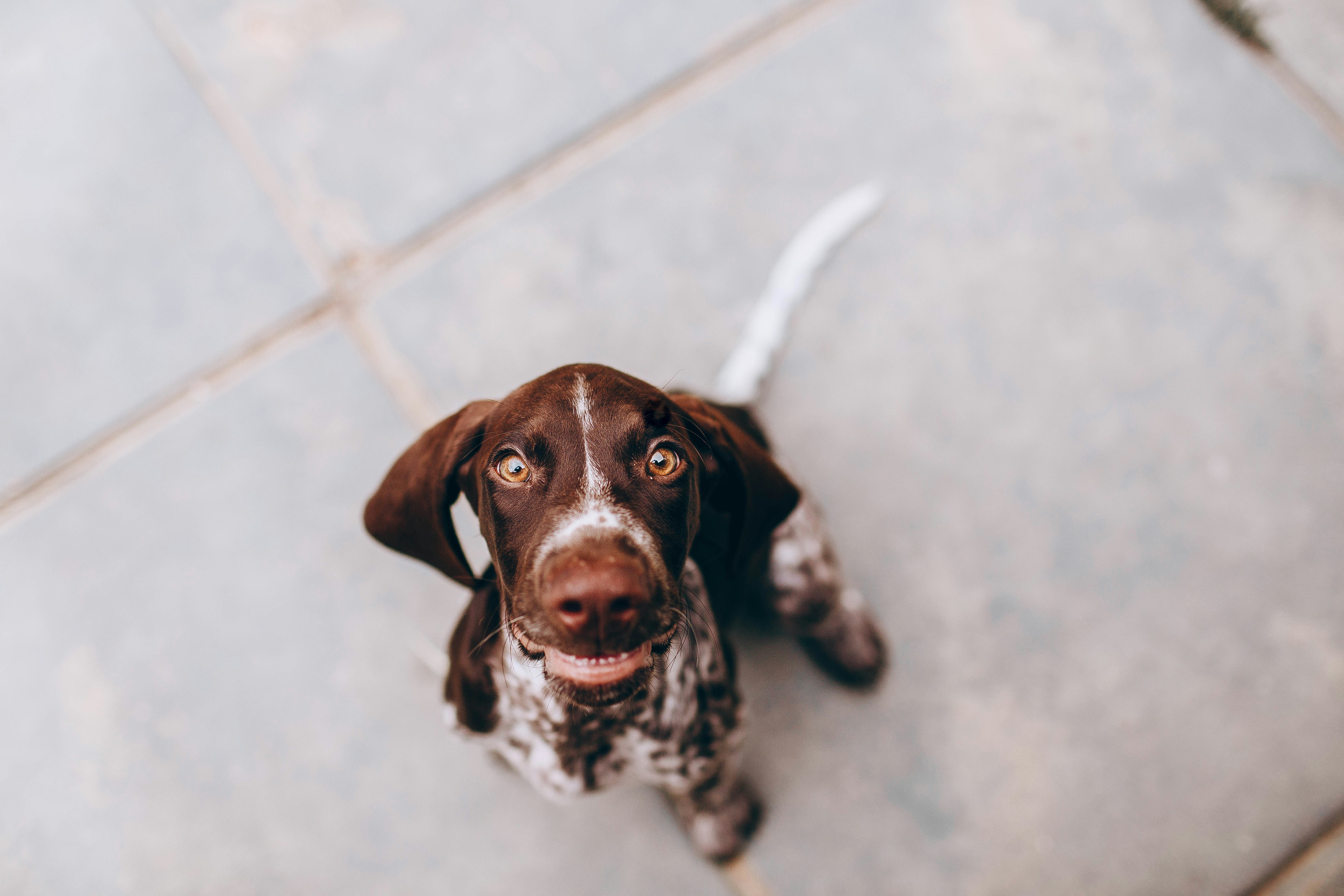 Pointer Dog Looking Up At Camera