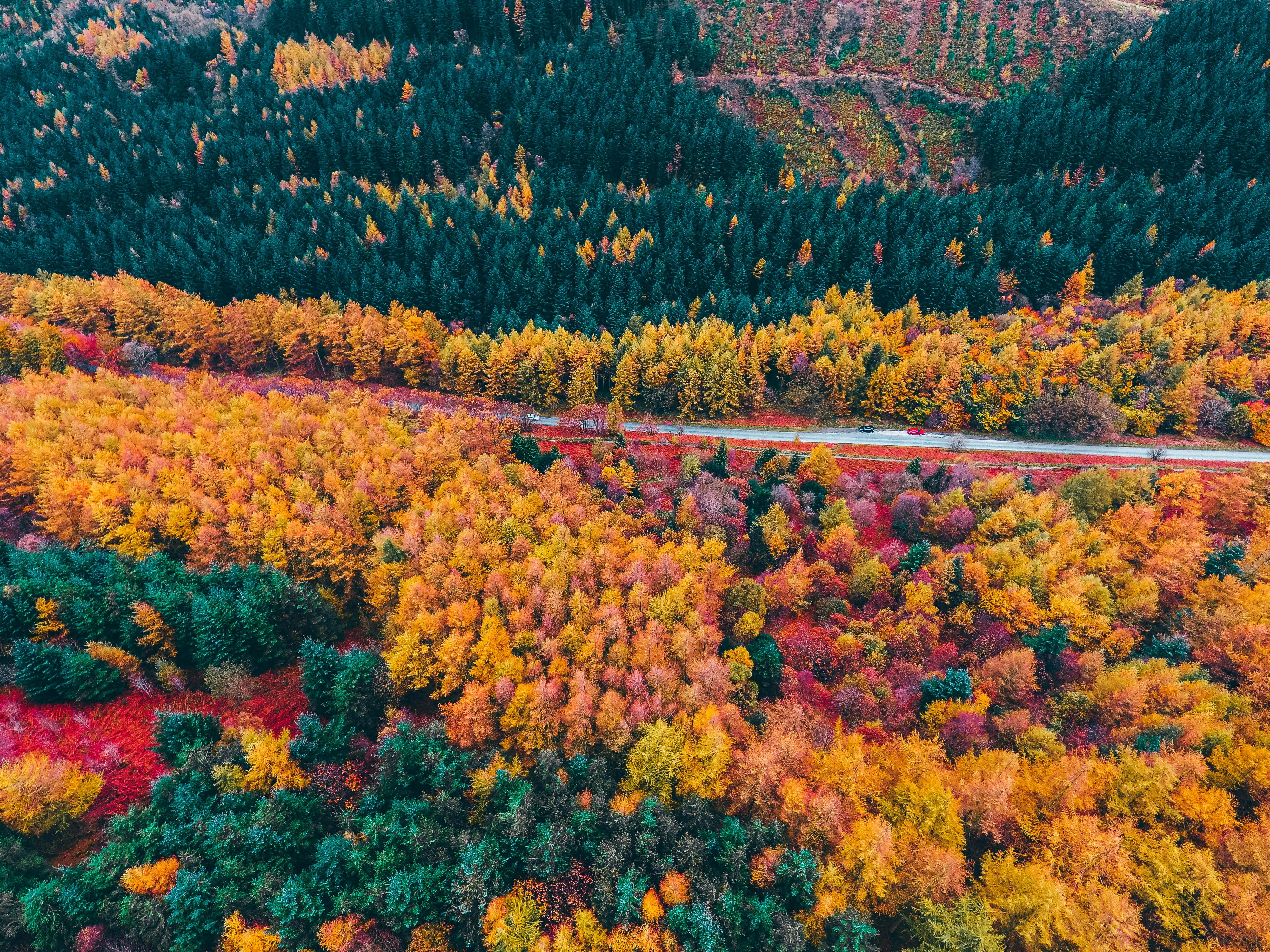 Aerial View of Autumn Forest — Scenery Wallpapers