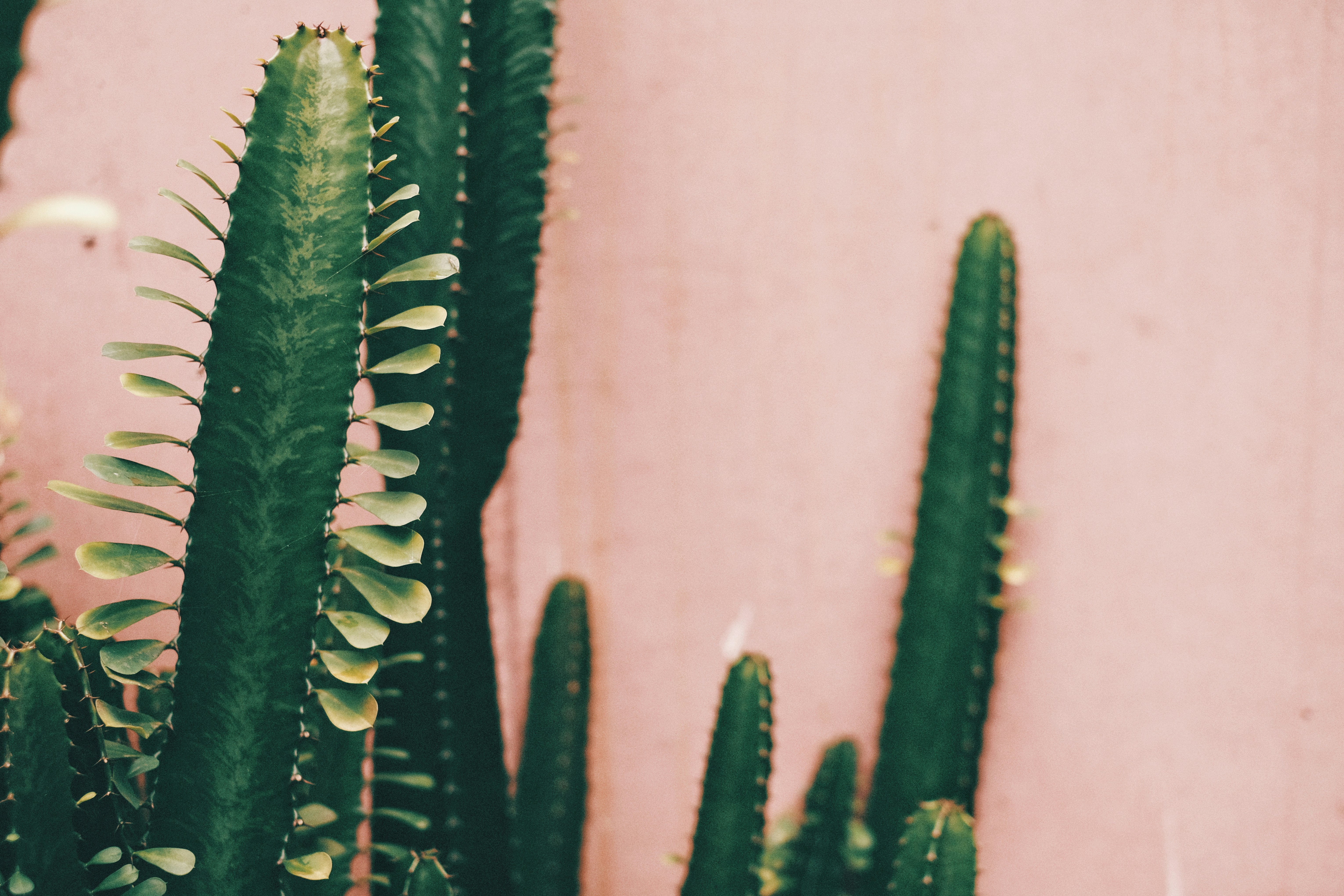 Cacti Against Pink Wall