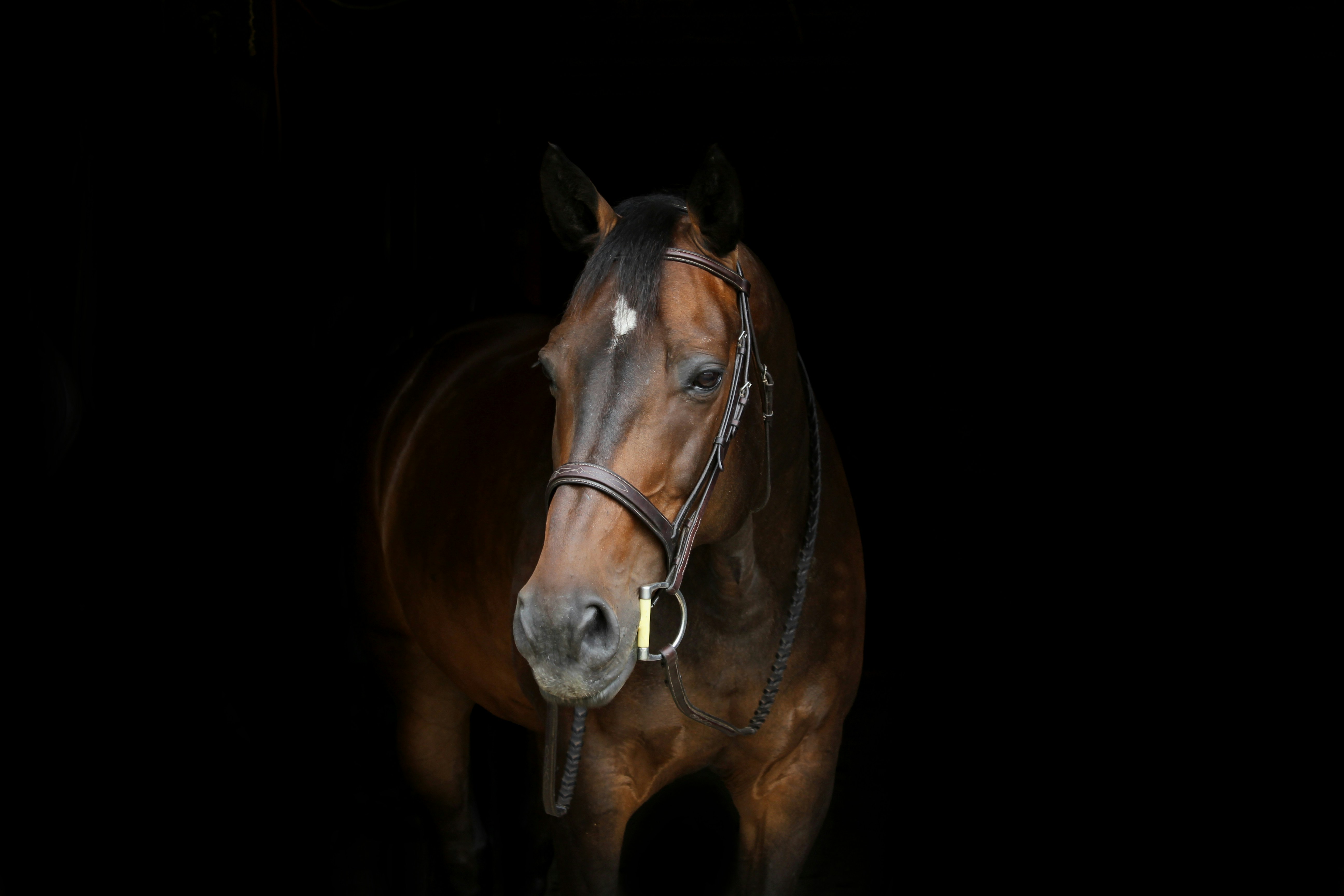 Portrait of a Brown Bridled Horse