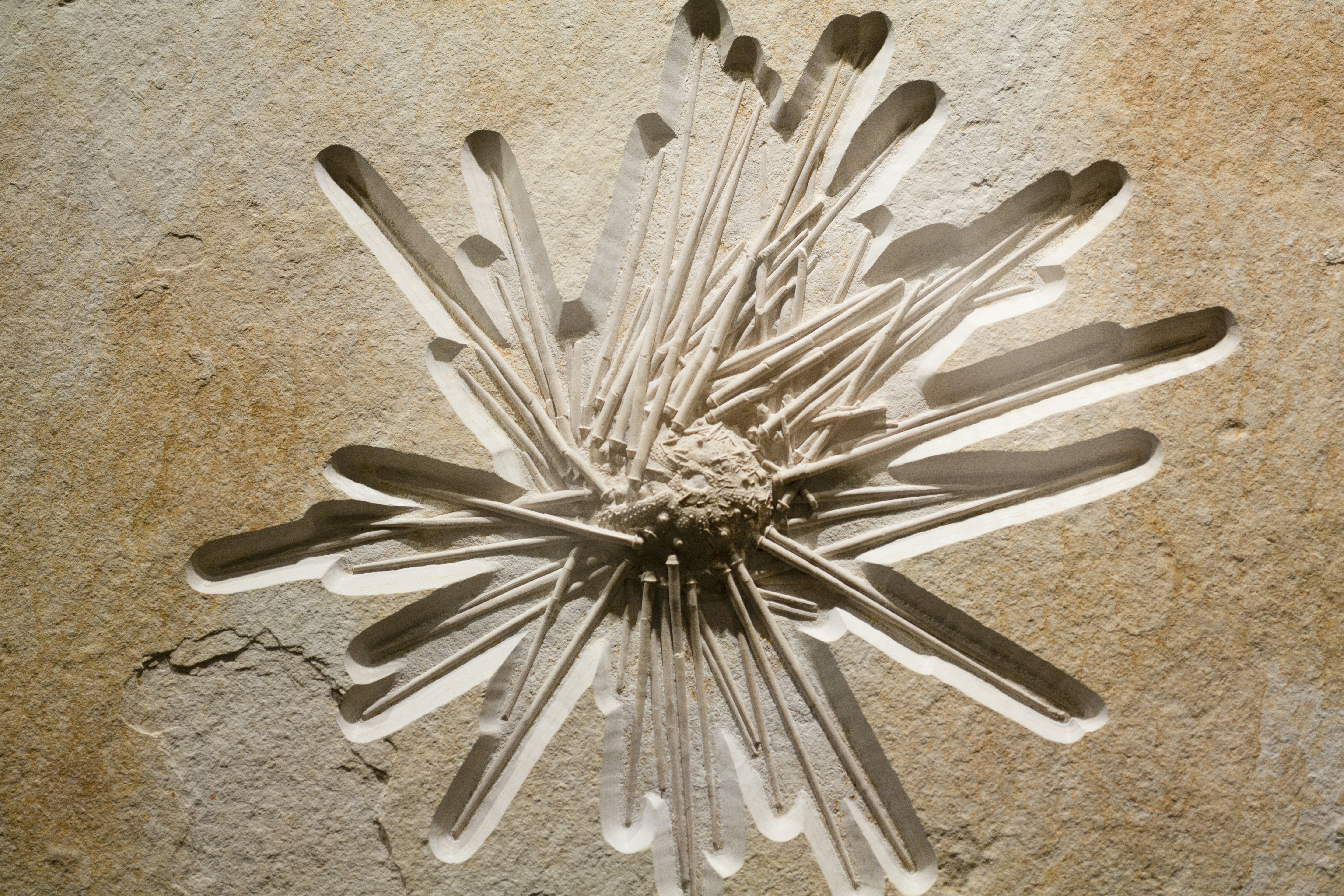 Fossilized Sea Urchin in Limestone
