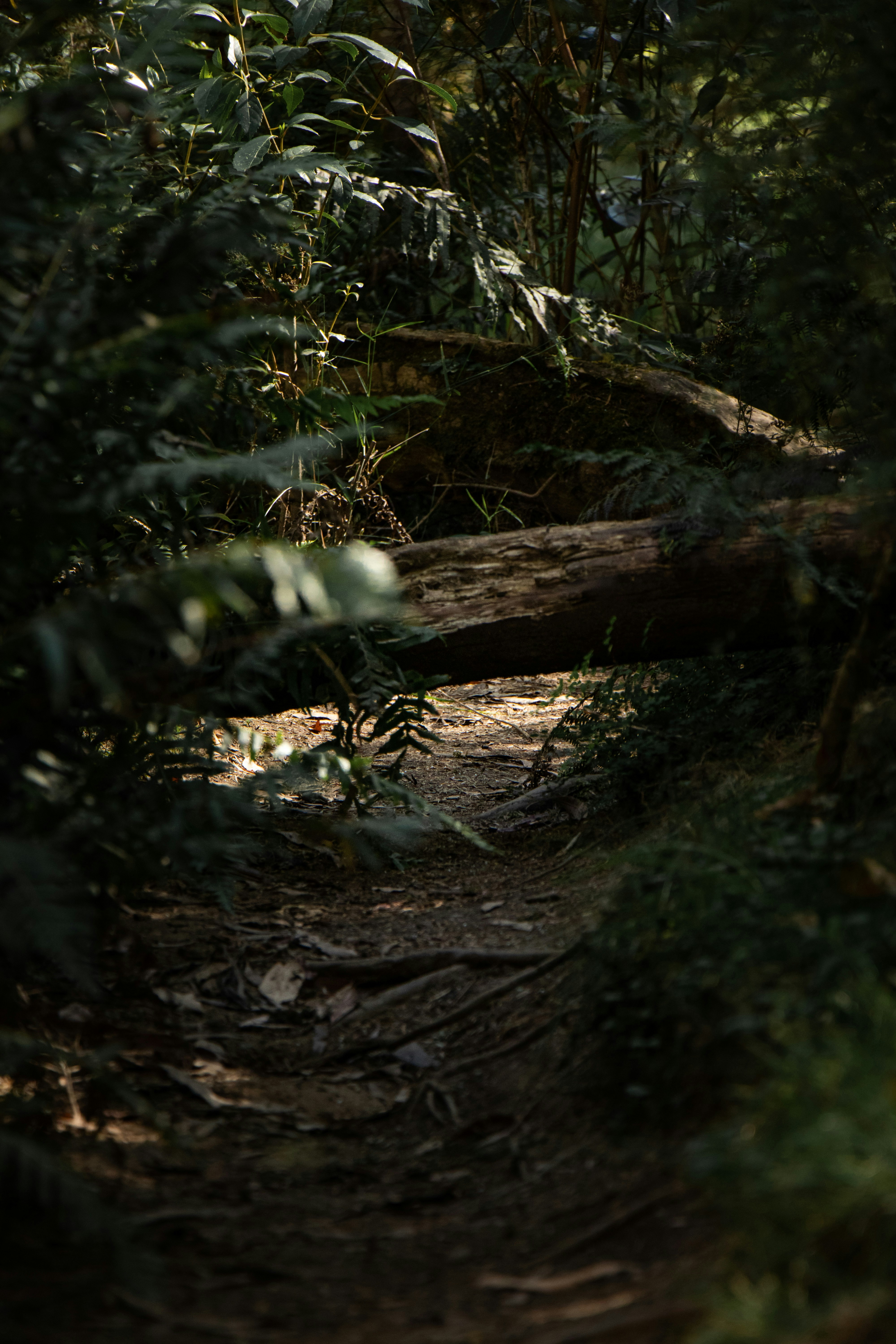 Forest Trail Blocked by Fallen Log