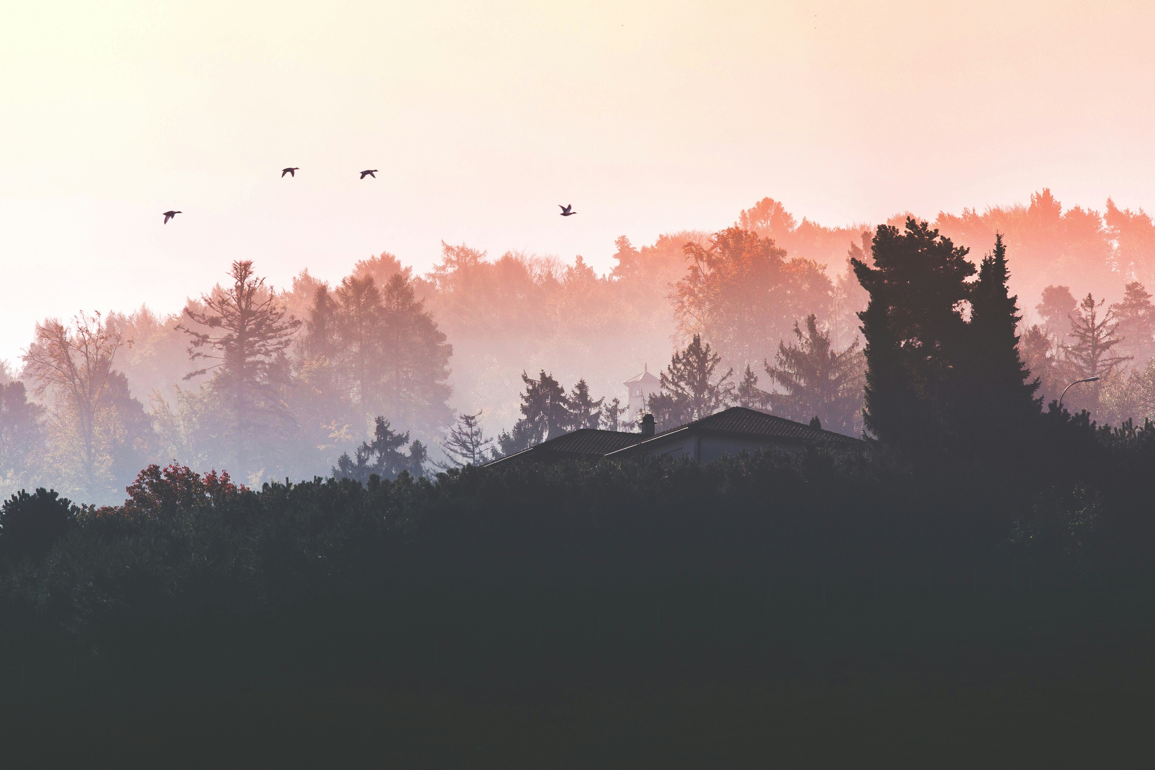 Misty Dawn Forest Landscape