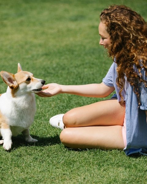 Girl Feeding Corgi on Green Lawn