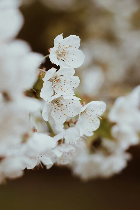 Close-up of White Cherry Blossoms