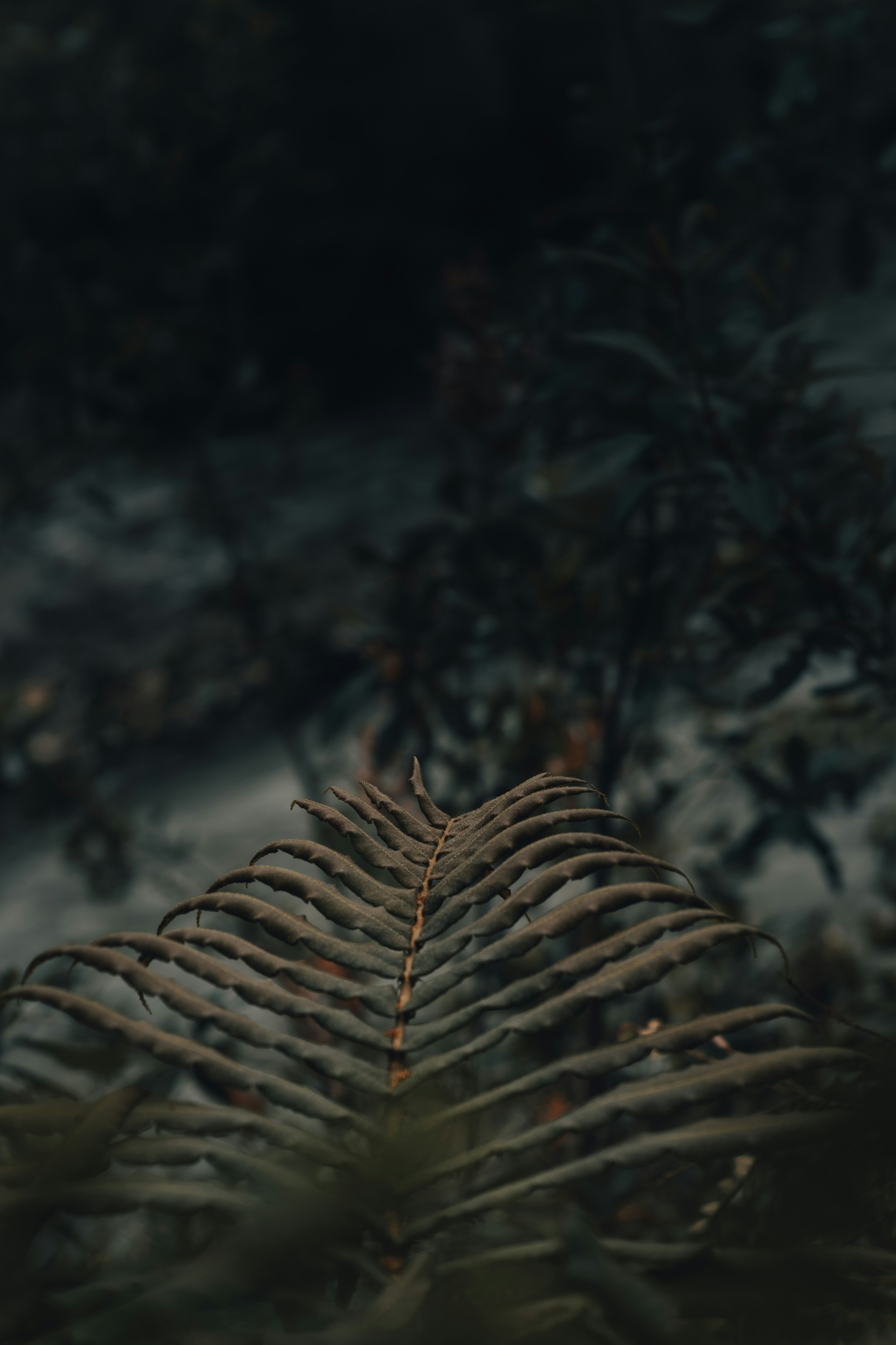 Dried Fern Leaf in Dark Forest