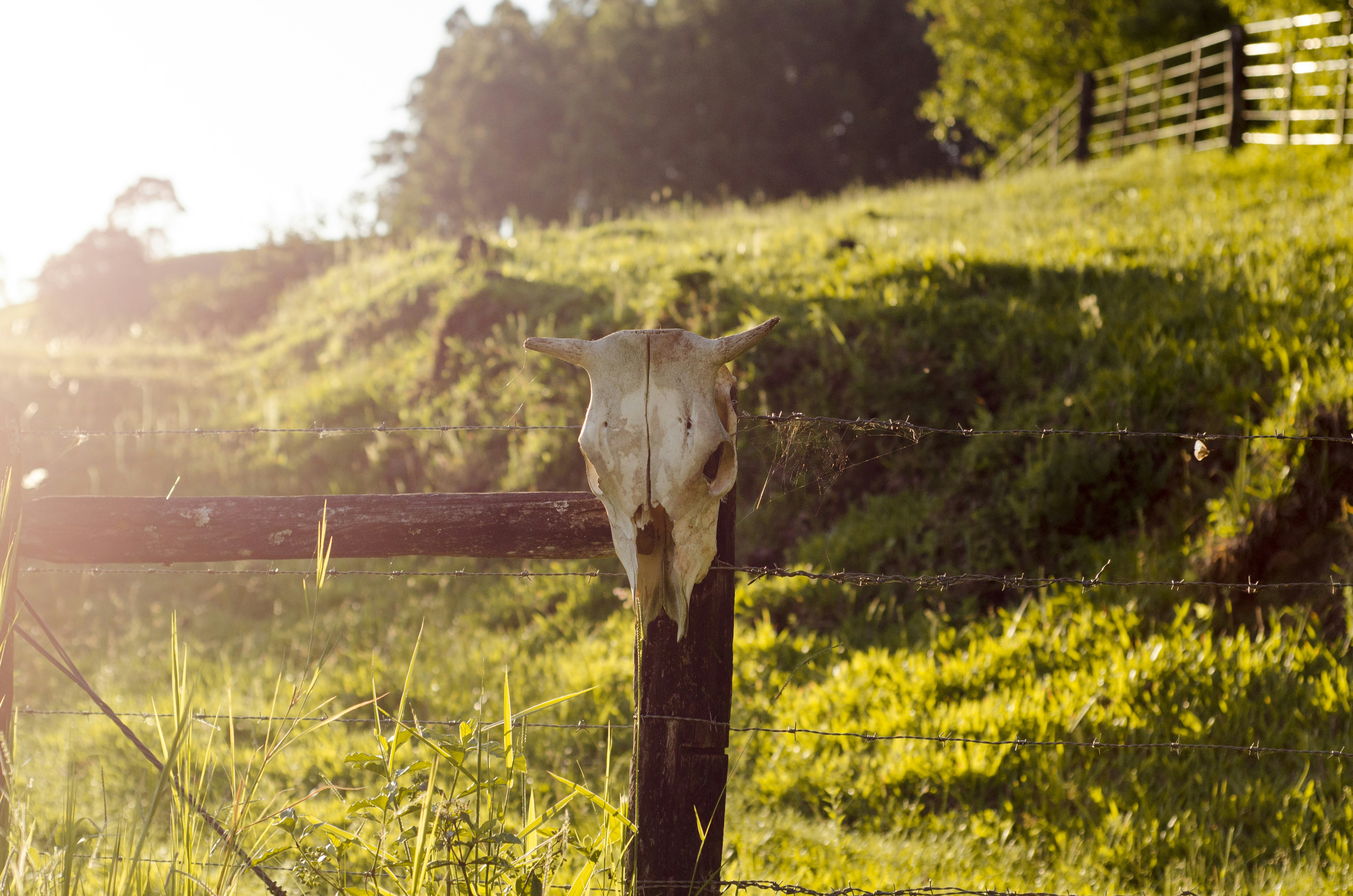 Cattle Skull on Pasture Fence