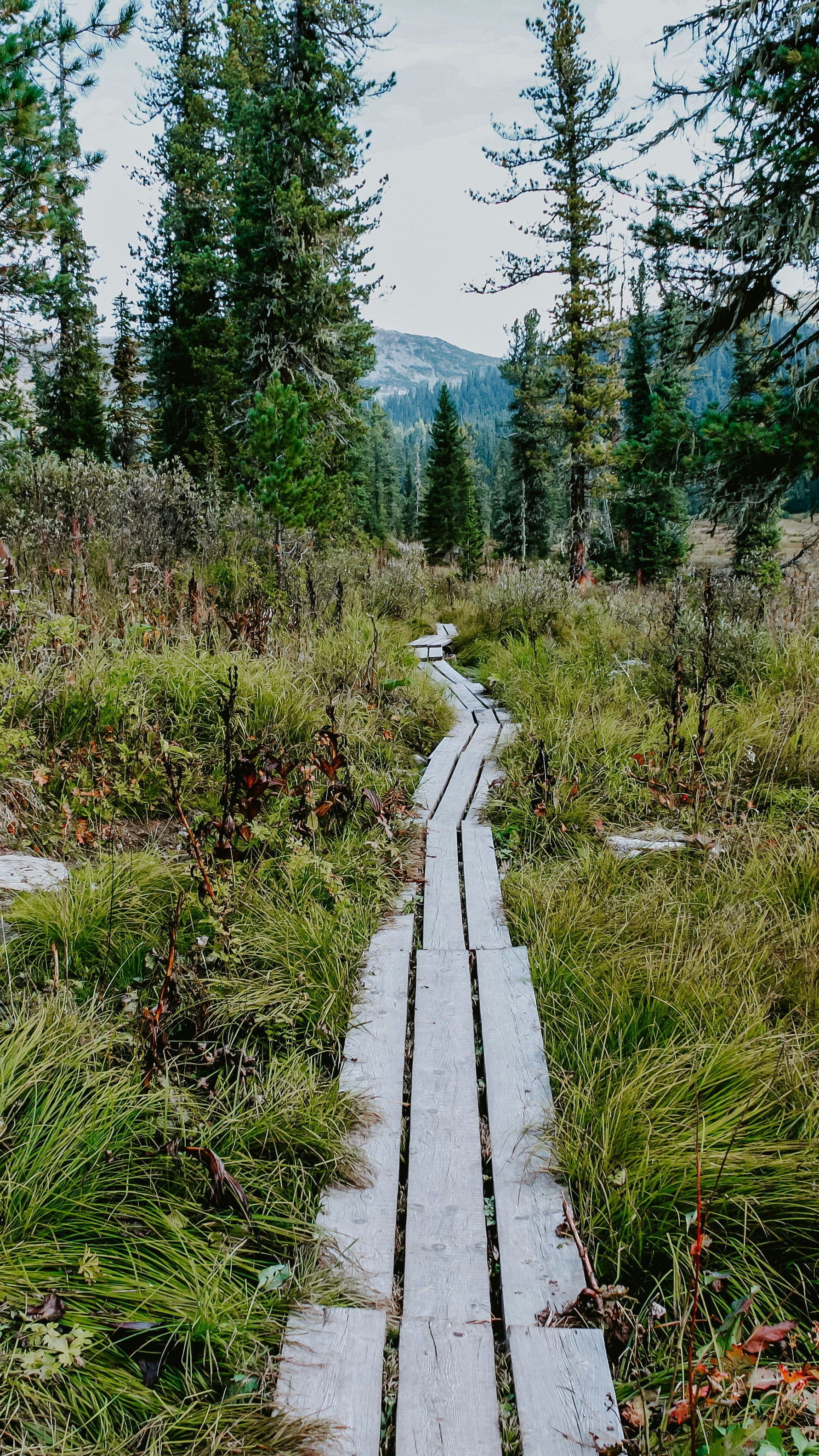 Wallpapers