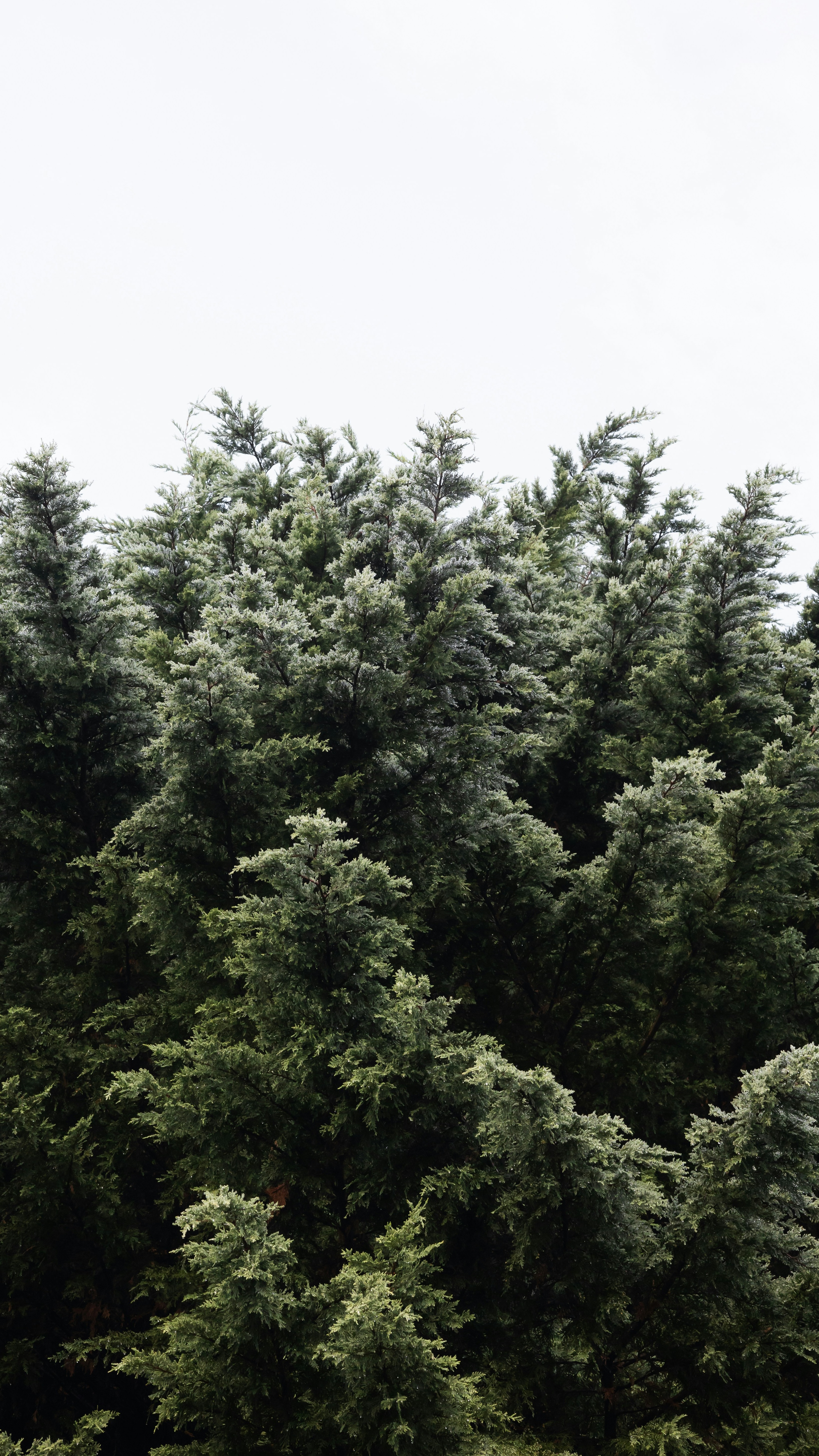 Dense Evergreen Treetops Under Pale Sky