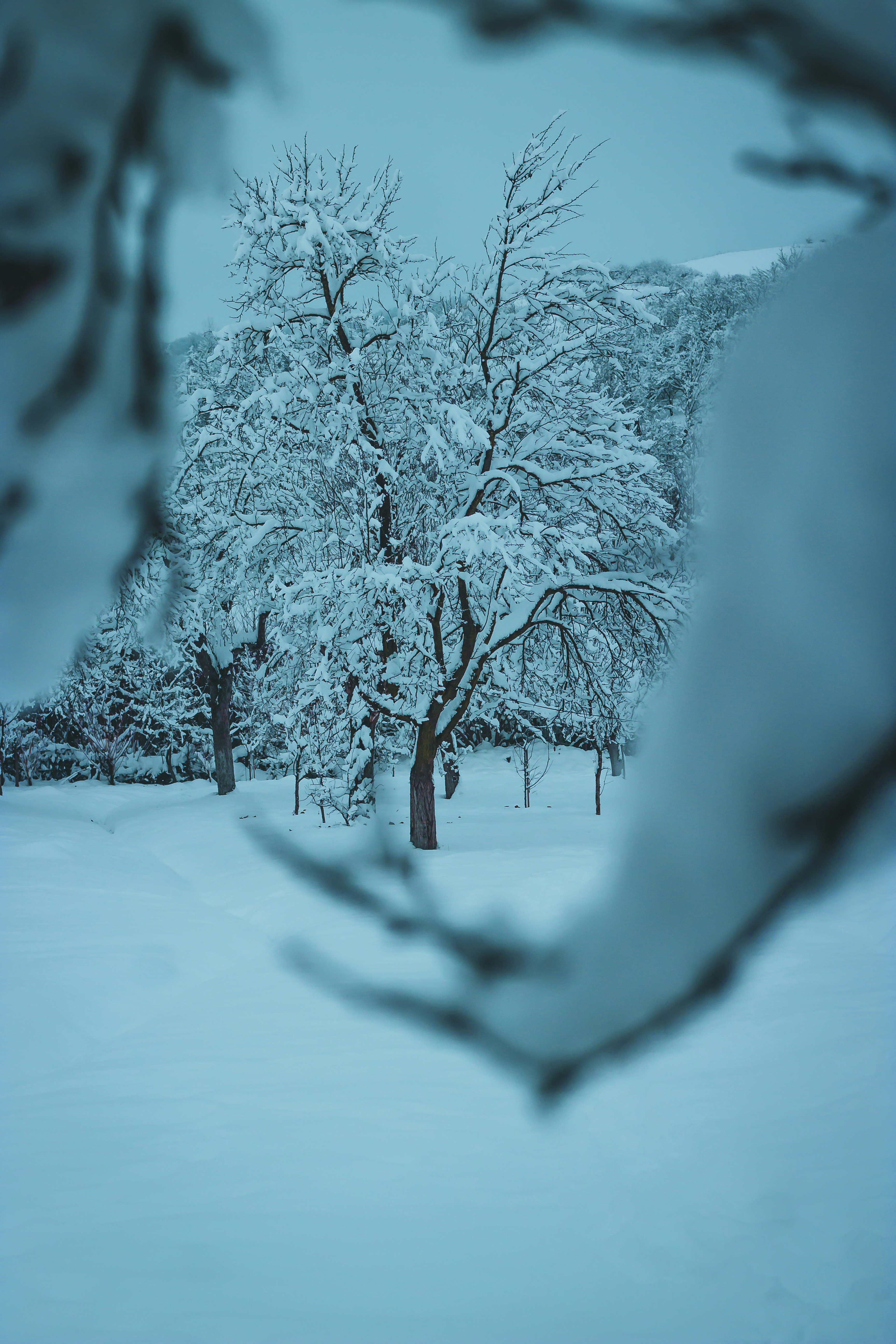 Snow Covered Winter Trees