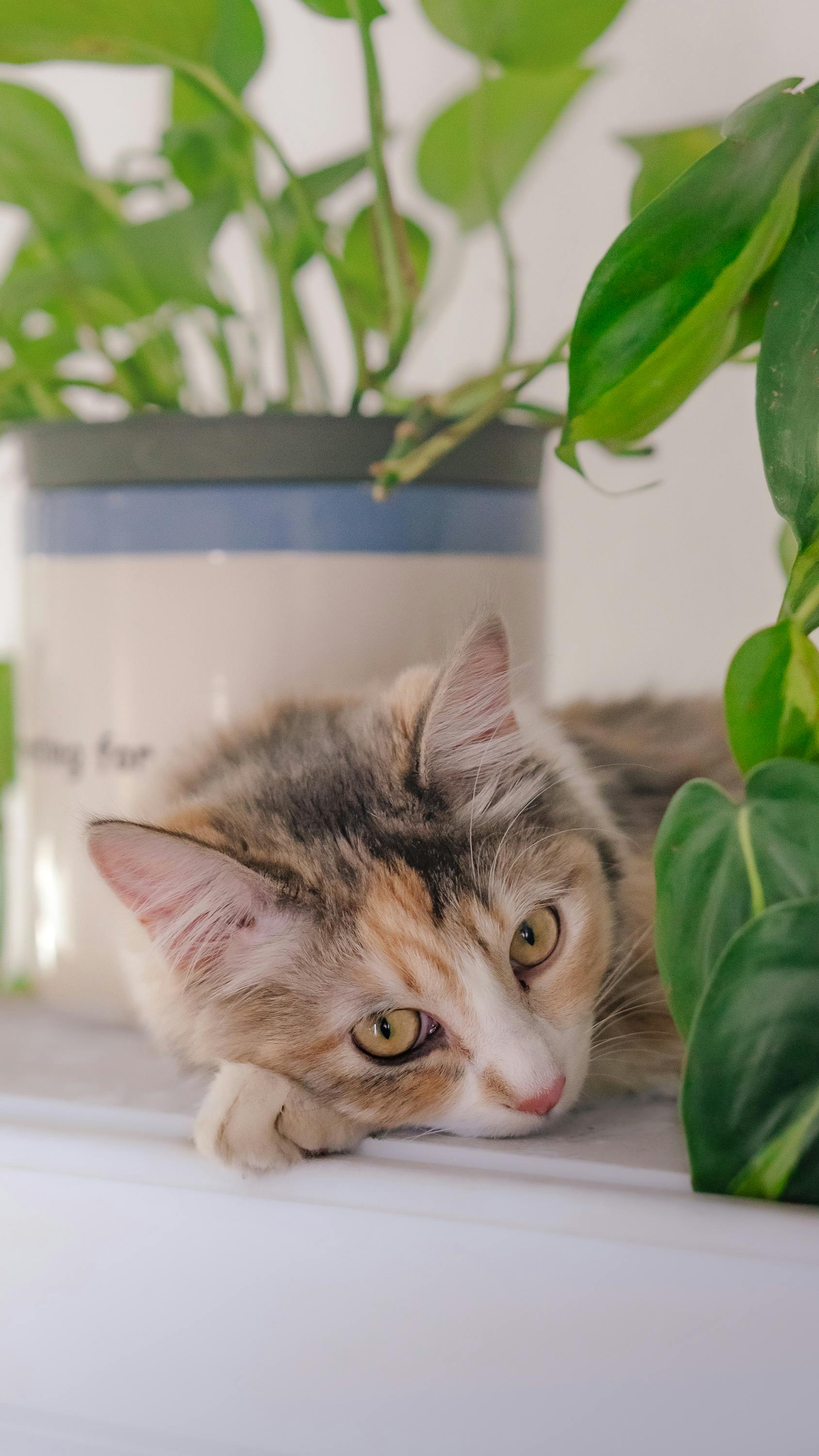 Calico Cat Resting Among Houseplants