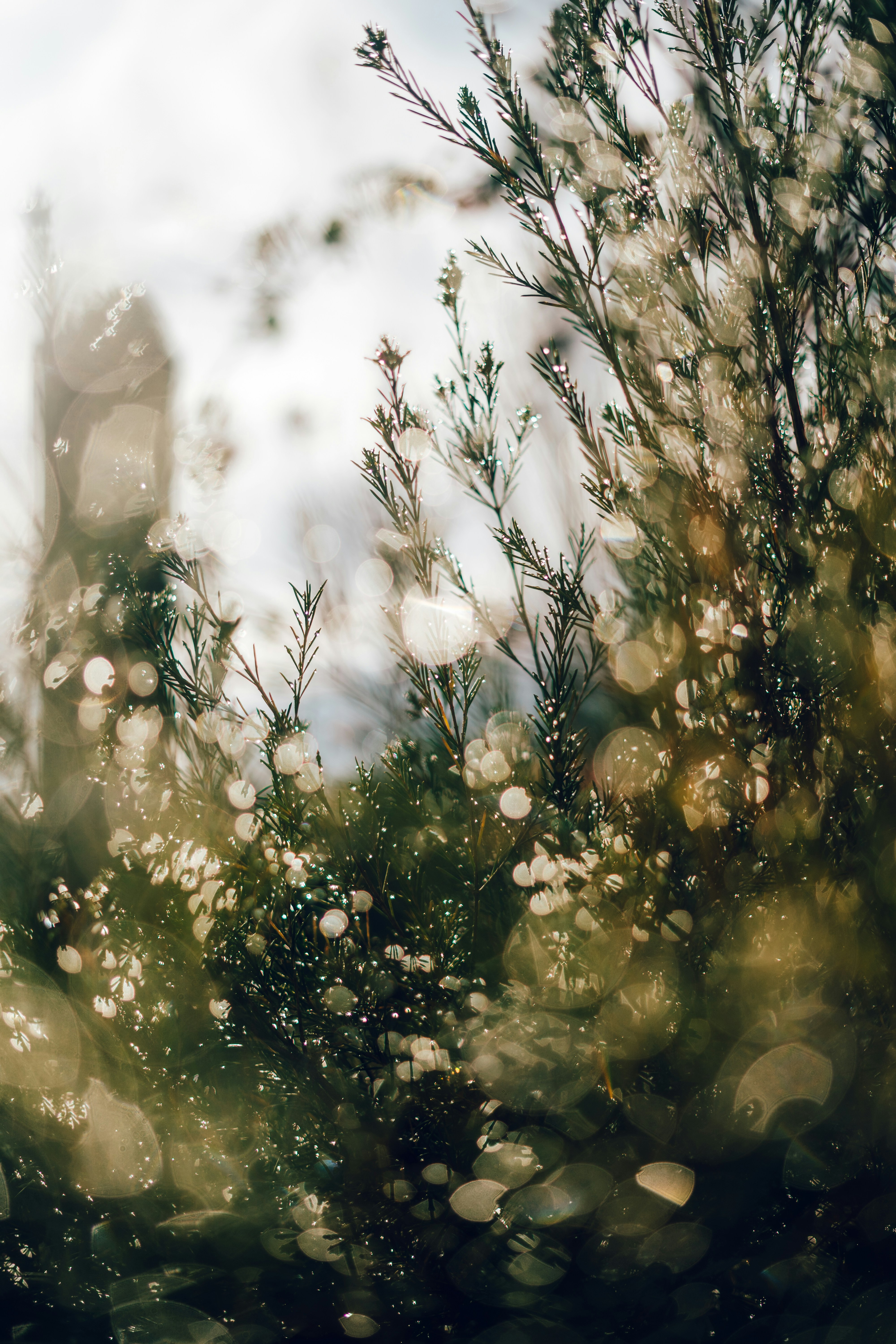 Sunlit Dewy Shrub Branches