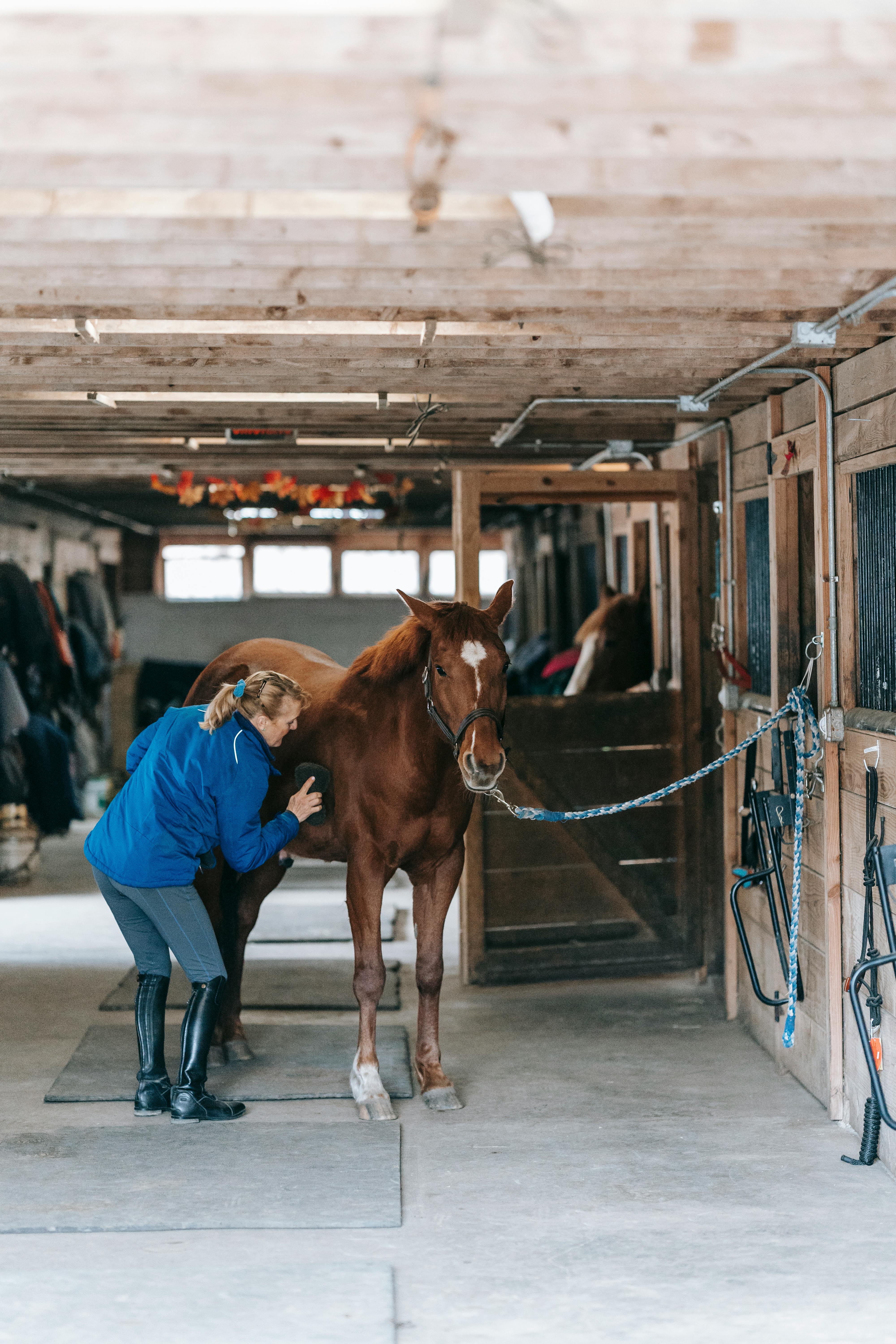 Woman Grooming Horse In Stable