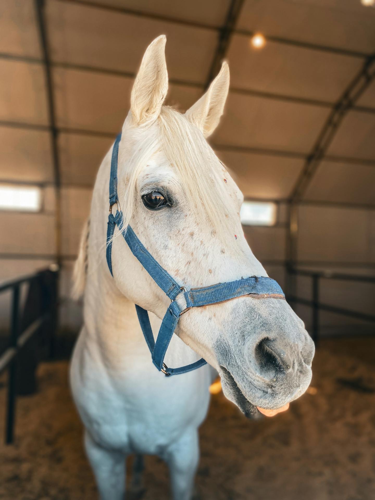 White Horse In Indoor Stable
