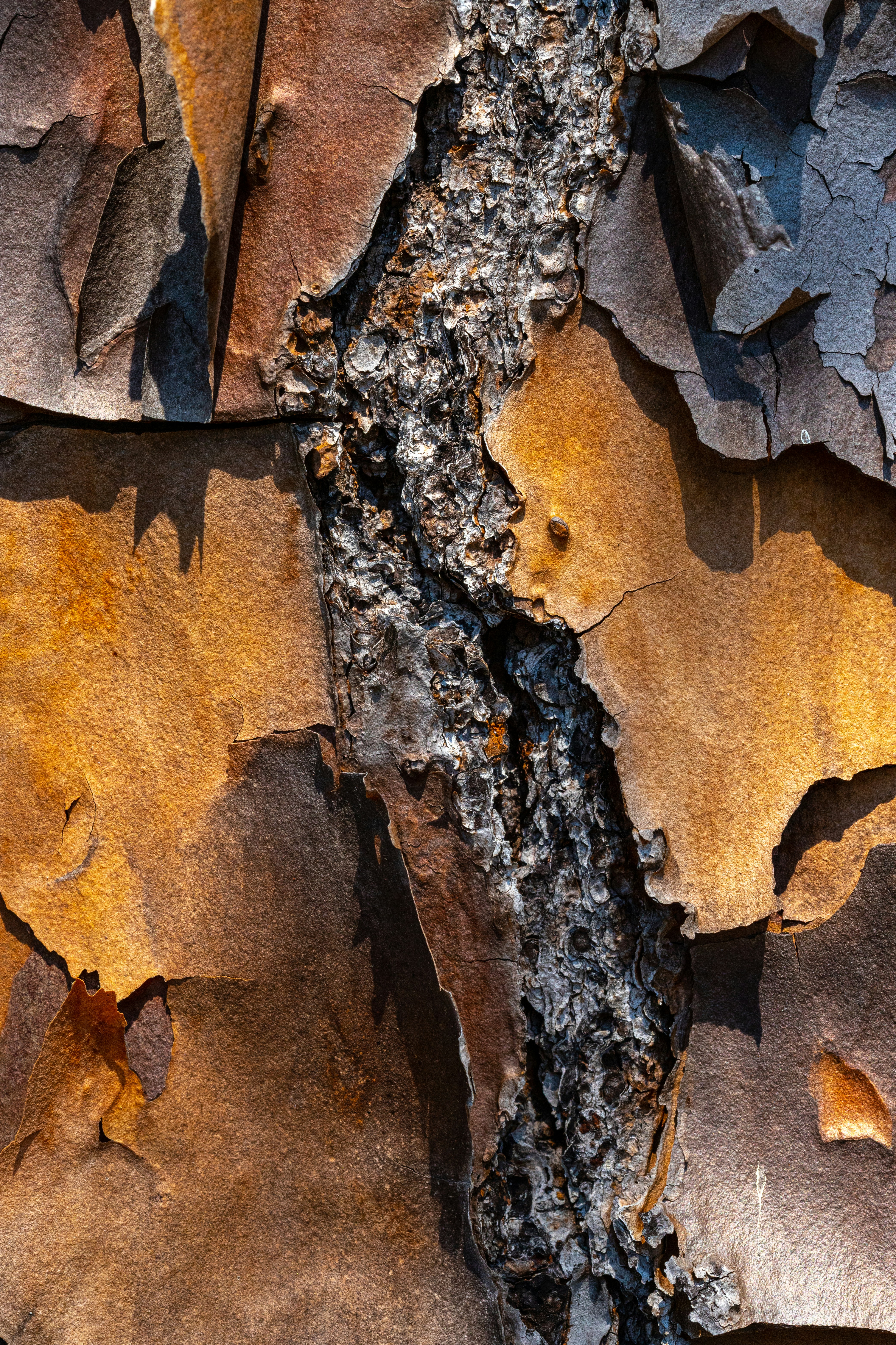 Close-up of Peeling Tree Bark