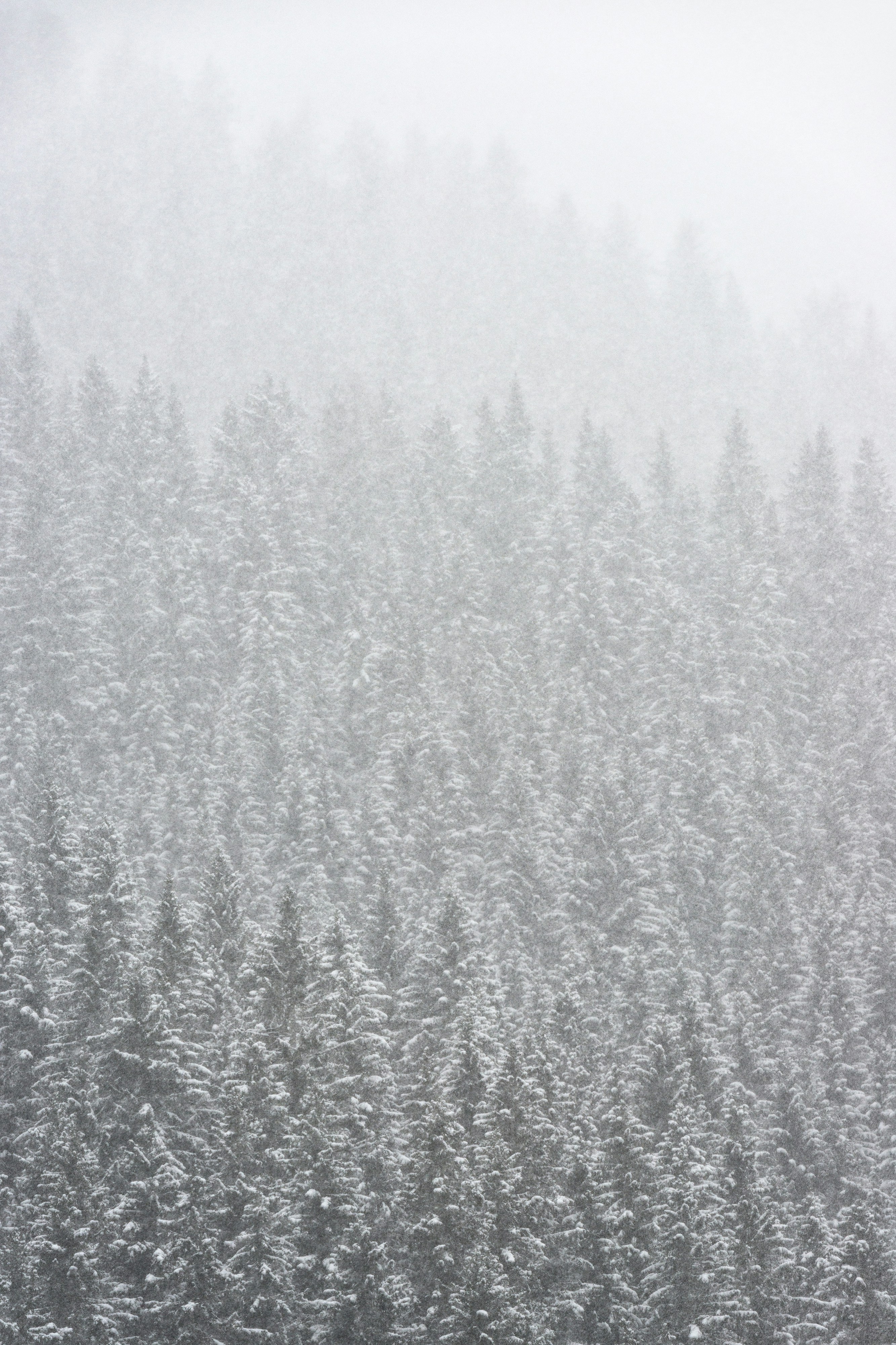 Snowy Foggy Pine Forest