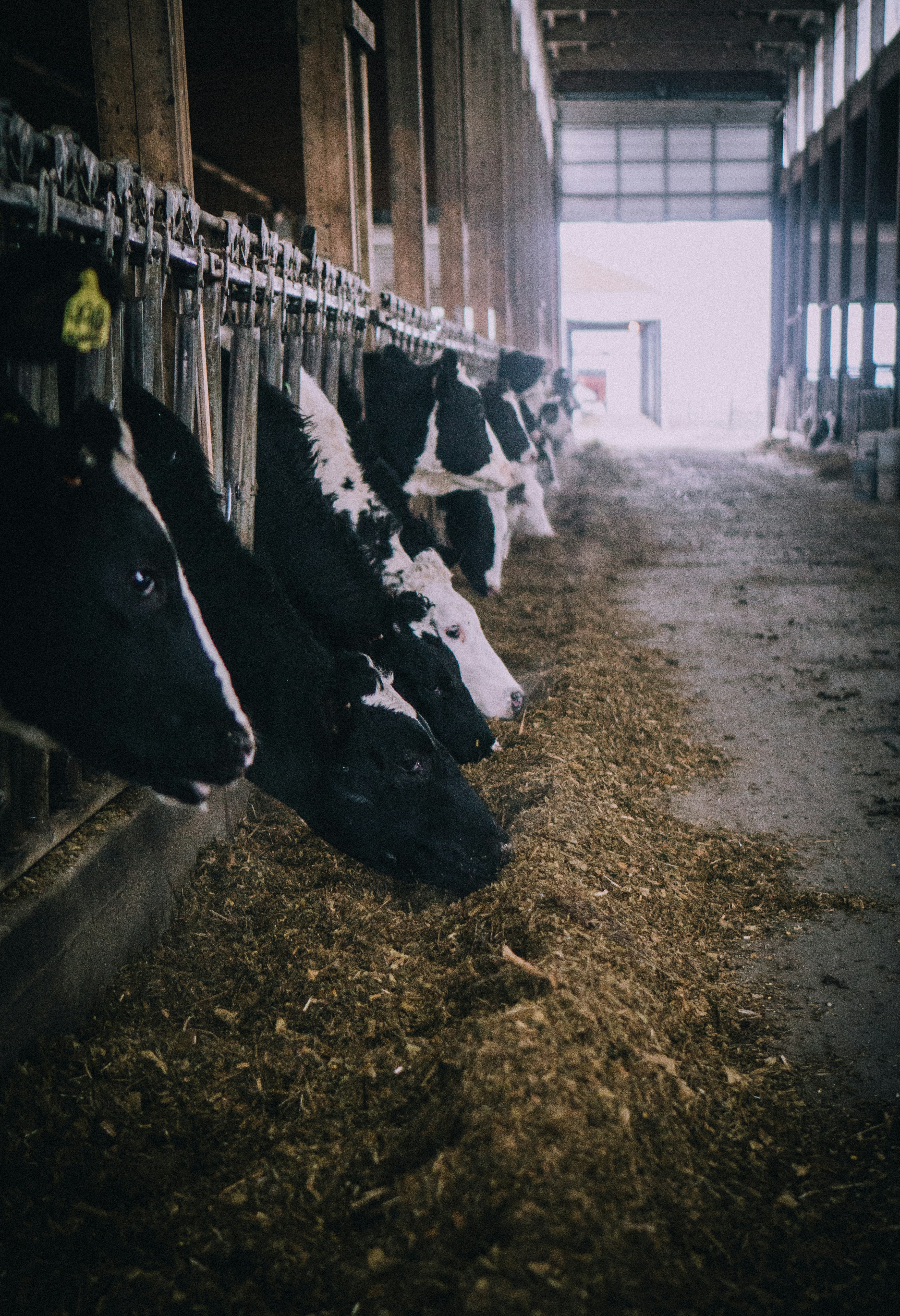 Dairy Cows Feeding in Cattle Barn