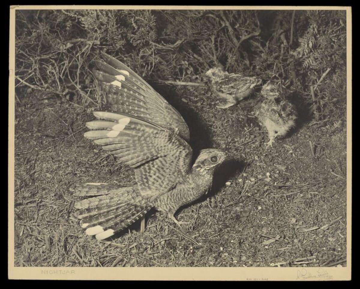 Nightjar and Two Chicks on Ground