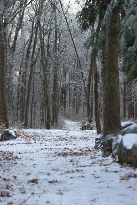 Snow Covered Winter Forest Trail